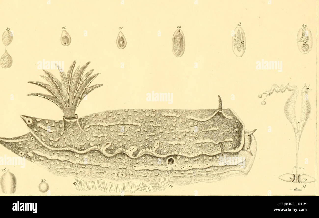 . Descrizione e notomia degli animali invertebrati della Sicilia citeriore osservati vivi negli anni 1822-1830. mm^^&quot;^^ iti MilÉl!lllìÉlkinLiL,k. /4-27 tz cry/'j ó'^'/^.jp'an'Ca.-. Please note that these images are extracted from scanned page images that may have been digitally enhanced for readability - coloration and appearance of these illustrations may not perfectly resemble the original work.. Chiaje, Stefano delle. Naples Stock Photo