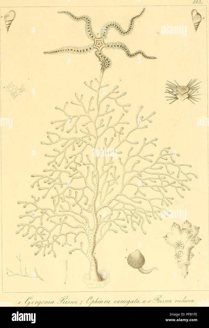 . Descrizione e notomia degli animali invertebrati della Sicilia citeriore osservati vivi negli anni 1822-1830. . / C/.6r?y/&gt;??/^f:. -Sy^/Jti/^i, / /?/?//'/ 7'a 2/ay?YÂ£fa/Ã . /^^-// .yiaMo: ?ycjÃ¹zcâ¬^.. Please note that these images are extracted from scanned page images that may have been digitally enhanced for readability - coloration and appearance of these illustrations may not perfectly resemble the original work.. Chiaje, Stefano delle. Naples Stock Photo