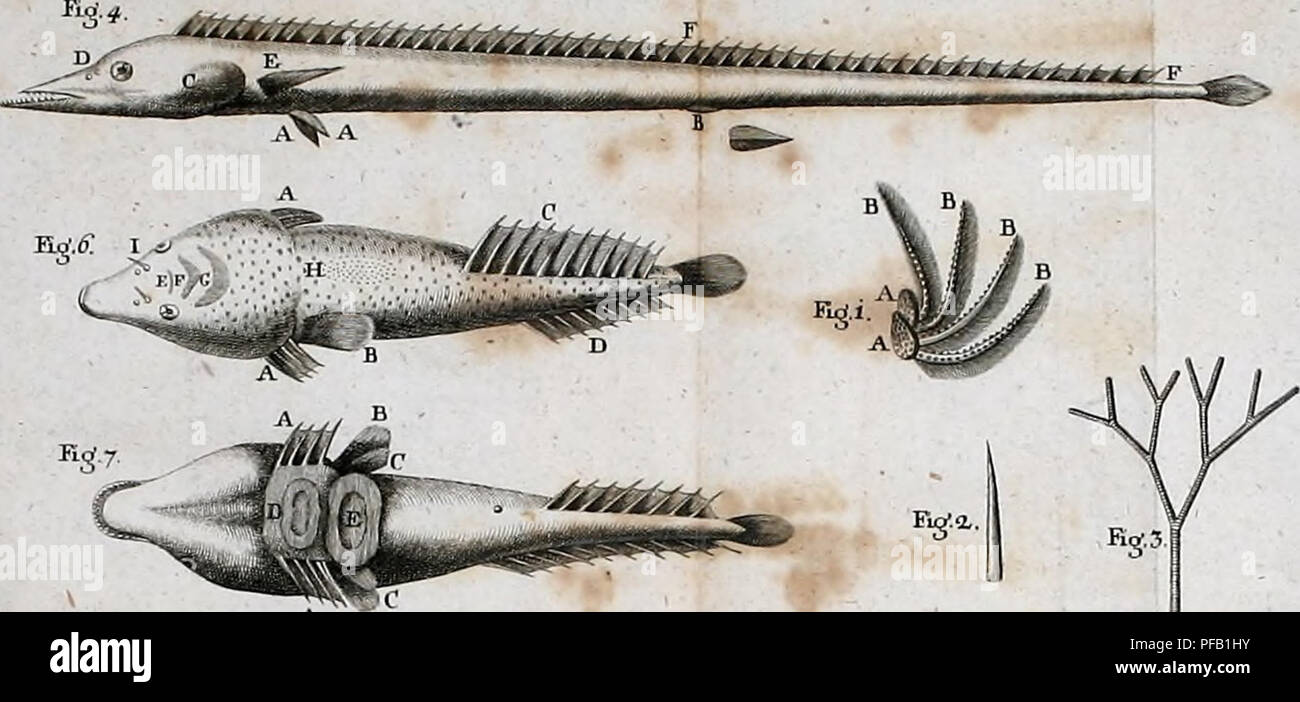 This historical work by Anton Gouan provides an in-depth study of fish ...