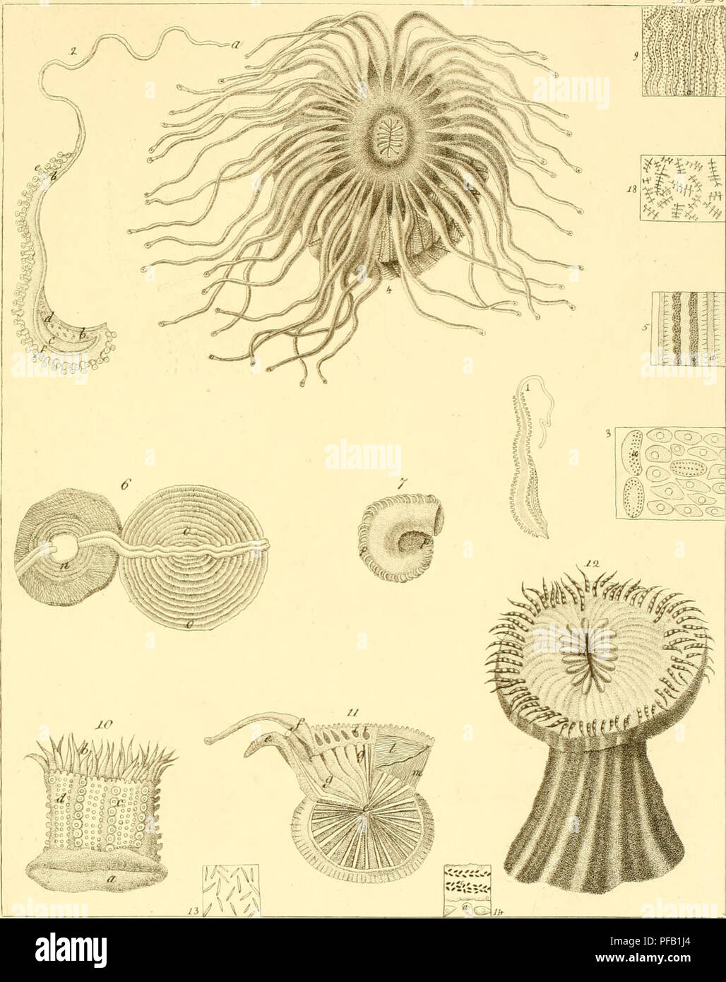 . Descrizione e notomia degli animali invertebrati della Sicilia citeriore osservati vivi negli anni 1822-1830. 15%^. .a.' y/'t'iVf/y//y/////.&gt; ^/,'V'/^//v//^//y,/-^-^v r. r/^l'^Jtffr/â ^/'/^^/.f ^ji'.ji.t 'r./if(//// ///// y//e/Ar -yg.Â» /. c'/yr'c/fT' '. Please note that these images are extracted from scanned page images that may have been digitally enhanced for readability - coloration and appearance of these illustrations may not perfectly resemble the original work.. Chiaje, Stefano delle. Naples Stock Photo