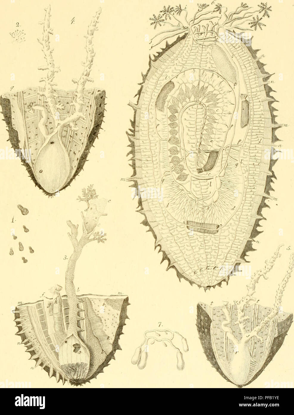 . Descrizione e notomia degli animali invertebrati della Sicilia citeriore osservati vivi negli anni 1822-1830. 1Ì3.. A'y/e/'^&quot; a^&quot;'-' u/n/iac. Please note that these images are extracted from scanned page images that may have been digitally enhanced for readability - coloration and appearance of these illustrations may not perfectly resemble the original work.. Chiaje, Stefano delle. Naples Stock Photo