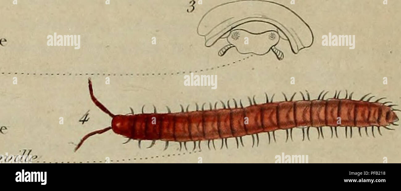 Dictionnaire Pittoresque D Histoire Naturelle Et Des Phenomenes De La Nature H Rtv R Iu C Ckilo I Iiatlu J Fiuc Piiiiw Lie Patt Amp F Ti Cjiatiiif Ai Vv Anfruite R I Olk3 Eue Gt Li Iiu Gt Ris Zcpliroiii Z Je Japa Polvdesjne
