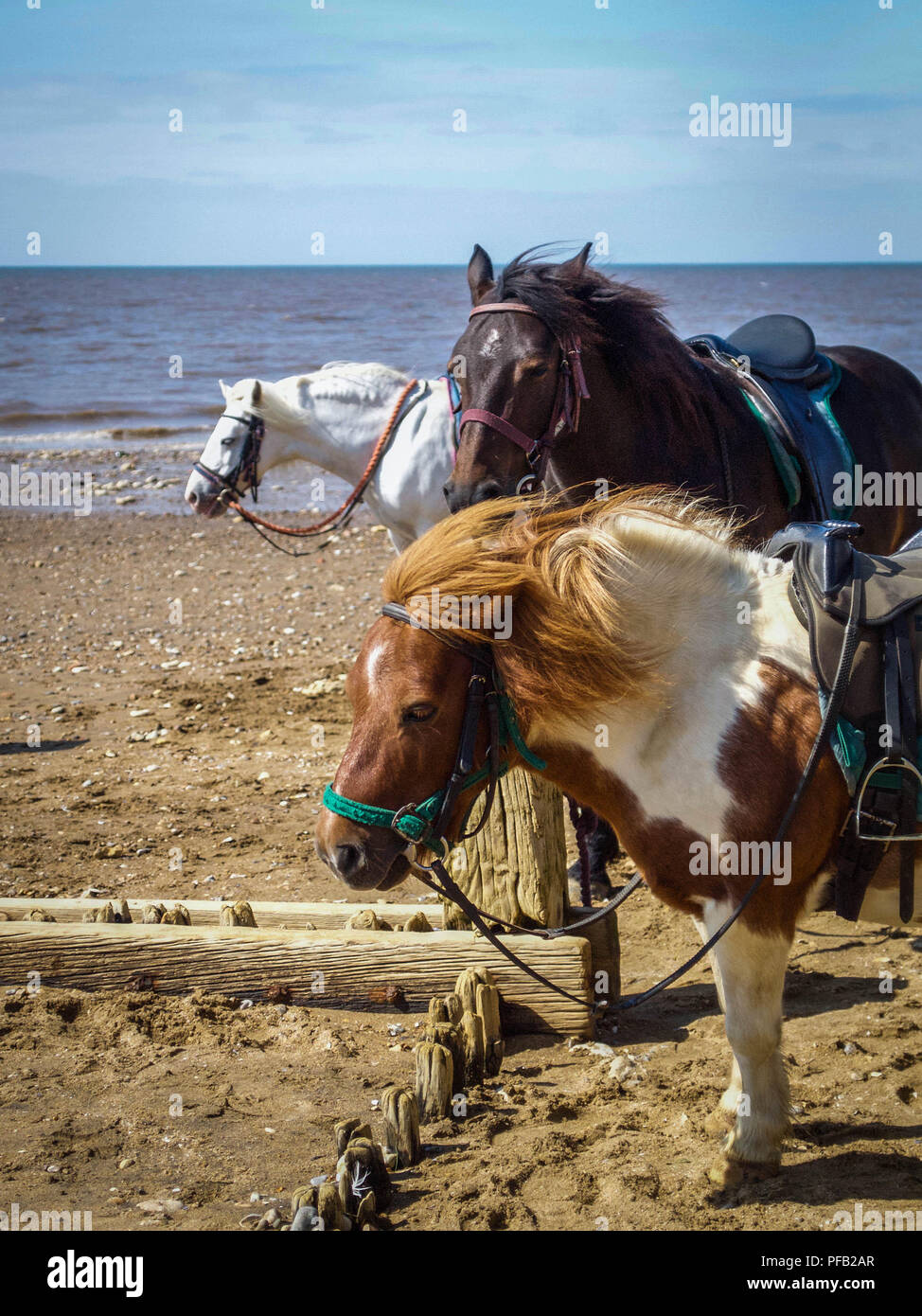 Ponies at Seaside on Windy Summer Day Stock Photo