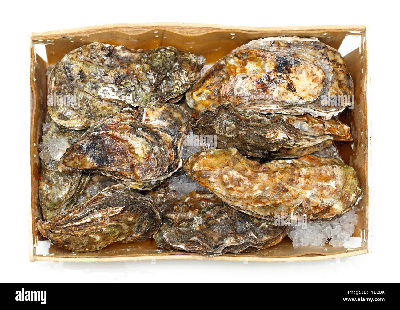 Fresh rock oysters seafood clams in crate Stock Photo Alamy