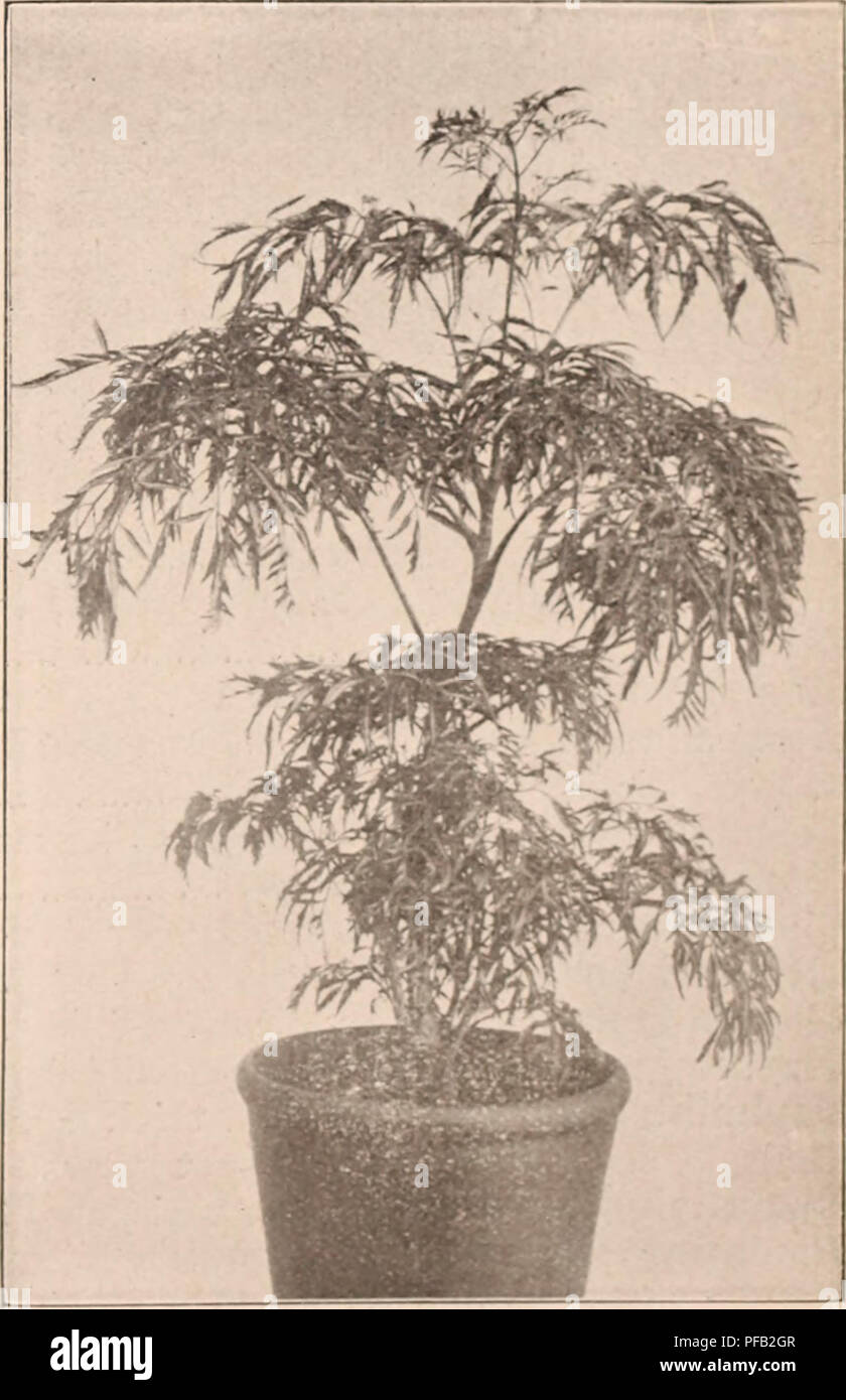 . Descriptive catalogue of flowering, ornamental trees, shrubs, bulbs, herbs, climbers, fruit trees, &amp;c., &amp;c., &amp;c. / for sale by the Yokohama Nursery Co., Limited.. Nursery Catalogue. Daplnic (Hh)i'i, white lli uxrin^—j )cr lo, .Si .70 ; i)cr 100, GARDENIA GRANDIFLOLA. Dapliiic (xlorji, uliitc inarv;i, pretty I.ilac-like tlowers in raceme-^ height: i ft., ])er lO. &gt;&gt;l .35. Fatsiii japonica, (Aralia Sieholdi) well known «;arclen tree. its luxuriant e-eri4reen lustrous foliai^es ileservc hiL;h coninundation, easy &lt;4r&lt;)Wth (pc-t -^rown)— hei^i;ht : i-i^ It., i)er 10, S'. Stock Photo