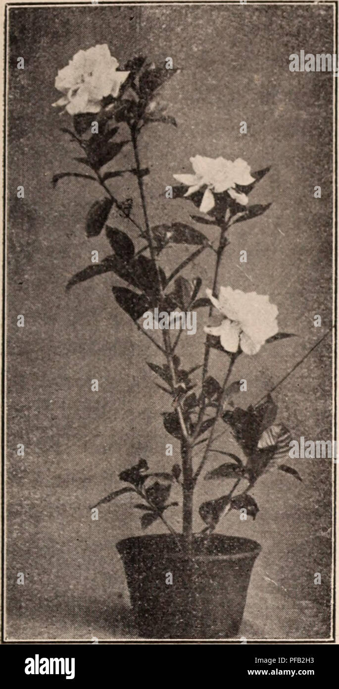 . Descriptive catalogue of flowering, ornamental trees, shrubs, bulbs, herbs, climbers, fruit trees, &amp;c., &amp;c., &amp;c. / for sale by the Yokohama Nursery Co., Limited.. Nursery Catalogue. 53. Daplnic (Hh)i'i, white lli uxrin^—j )cr lo, .Si .70 ; i)cr 100, GARDENIA GRANDIFLOLA. Dapliiic (xlorji, uliitc inarv;i, pretty I.ilac-like tlowers in raceme-^ height: i ft., ])er lO. &gt;&gt;l .35. Fatsiii japonica, (Aralia Sieholdi) well known «;arclen tree. its luxuriant e-eri4reen lustrous foliai^es ileservc hiL;h coninundation, easy &lt;4r&lt;)Wth (pc-t -^rown)— hei^i;ht : i-i^ It., i)er 10, Stock Photo