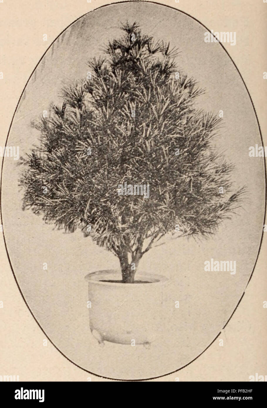 . Descriptive catalogue of flowering, ornamental trees, shrubs, bulbs, herbs, climbers, fruit trees, &amp;c., &amp;c., &amp;c. / for sale by the Yokohama Nursery Co., Limited.. Nursery Catalogue. 50 CATALOGUE OF THE YOKOHAMA NURSERY Co., Ltd. (1913). Sciadopytis verticillata, variegated leaved (pot grown)—height: i ft.; per 10 $6.50. Juiiiperus riJ?i(la, ornamental conifer — height; I ft. ; per 10, $2.00. Juiiiperus cliiiiesis procunibeiis, straight shape —height: 2-3 ft. ; per 19, $3.50. Jiiniperns chiiieiisis procu 111 bens, ornamental dwarf creeping variety—height ij ft. ; per 10, $2.20; pe Stock Photo