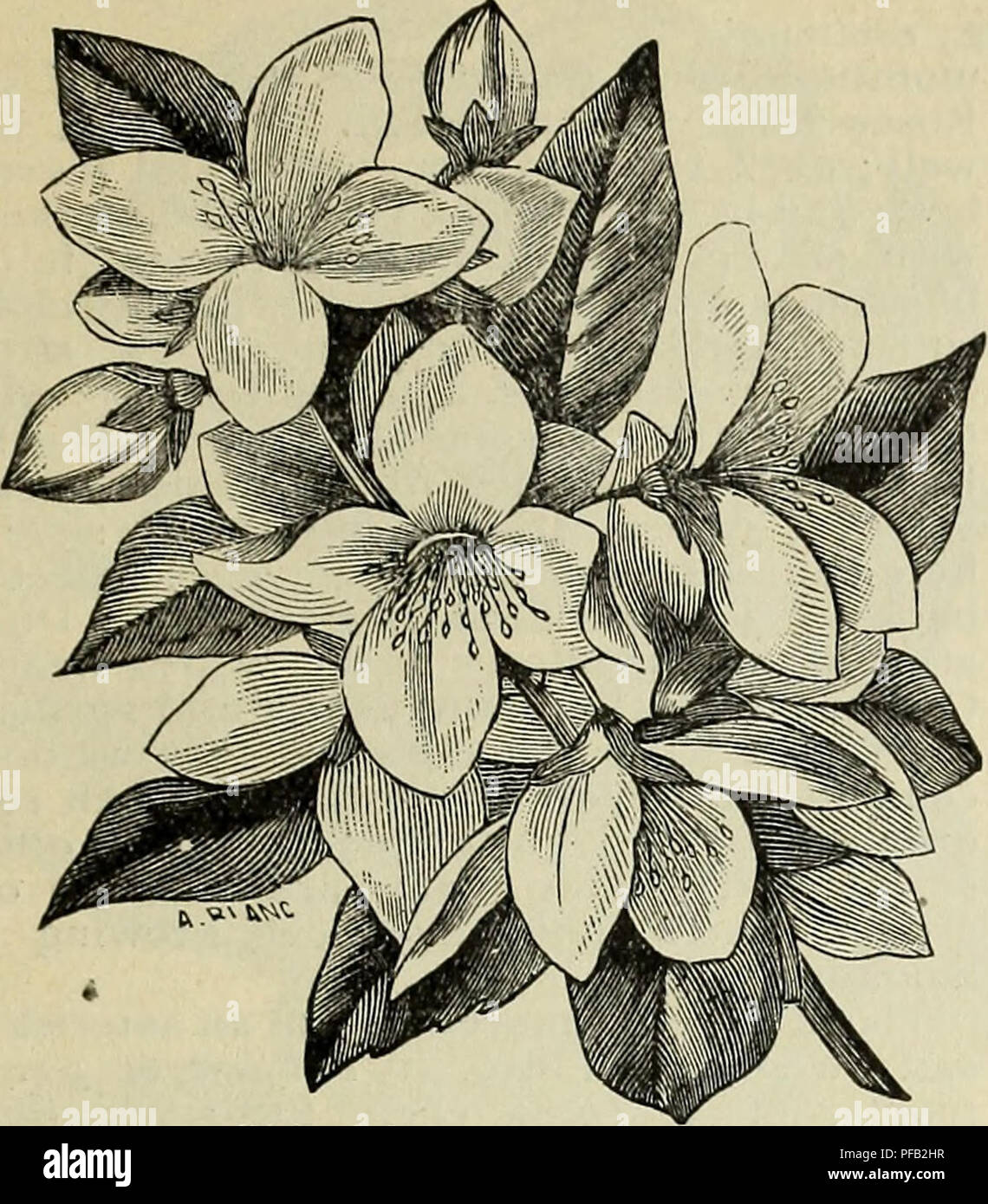 . Descriptive and illustrated catalogue of Royal Palm Nurseries. Nurseries (Horticulture) Florida Catalogs; Tropical plants Catalogs; Fruit trees Seedlings Catalogs; Citrus fruit industry Catalogs; Fruit Catalogs; Plants, Ornamental Catalogs. 59. Philadelphus coronariui PELTOPHORUM ferrugineum (Ccesalpinia). A small tree, nearly related to the species pro- ducing the basiletto wood. 75 cents each. PEDDIEA Africana. Natal. $1 each. PERIPLOCA Graeca. Grecian Silk Vine. Hardy climber, with purple flowers ; rapid grower. 25 cents each. PERSEA Carolinensis. Red Bay, Bull Bay. A handsome native broa Stock Photo