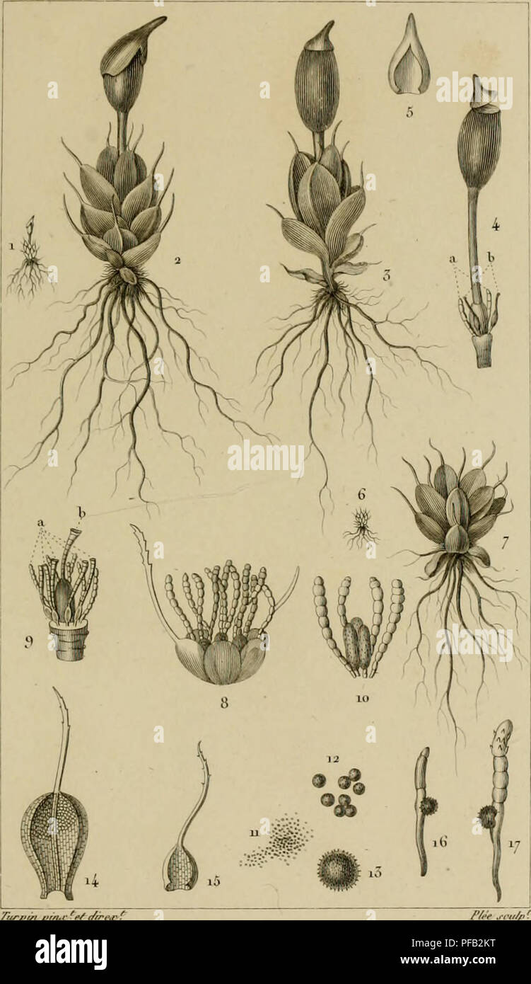 . Dictionnaire des sciences naturelles [electronic resource] : dans lequel on traite mÃ©thodiquement des diffÃ©rens Ãªtres de la nature, considÃ©rÃ©s soit en eux-mÃªmes, d'aprÃ¨s l'Ã©tat actuel de nos connoissances, soit relativement Ã l'utilitÃ© qu'en peuvent retirer la mÃ©decine, l'agriculture, le commerce et les artes. Suivi d'une biographie des plus cÃ©lÃ¨bres naturalistes .. Natural history. HO'LVNIOIE. ACOTYLEDONES Moussas./Ã¹fArj-y. '^/&quot;&quot;Z' OYJUVOS'TOJUT'M oynlum . /ffe^u.J /&quot;^ ^pii/p^ ,,/rm^nrTÃ . (h,//Ã¨. 6./m//t&gt;i,/ti ',-,/,., 'â¢'/'â 17. /rt'r//fmtr/ai/i â â¢tft/wi Stock Photo