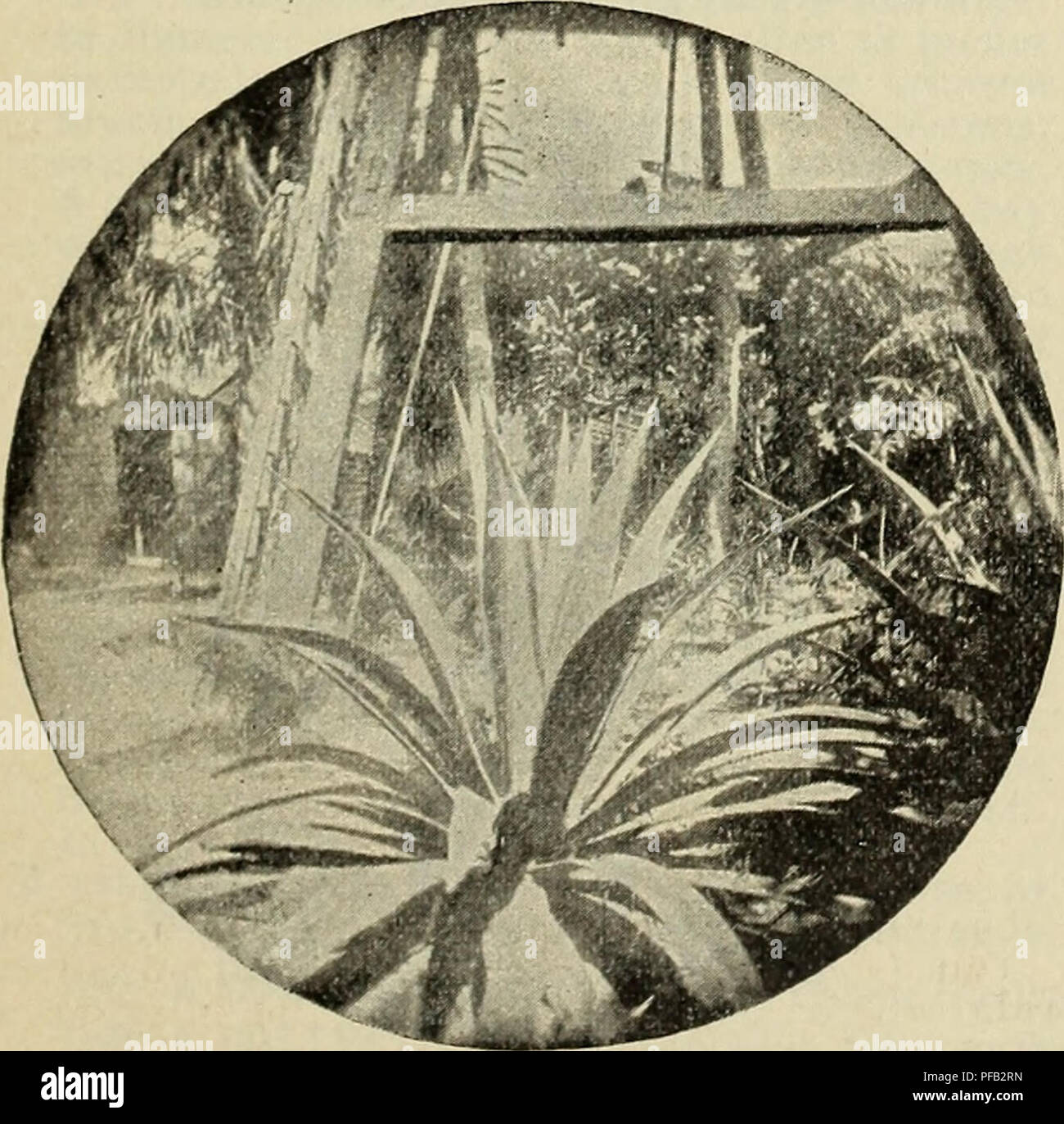 Tillandsias High Resolution Stock Photography and Images - Alamy