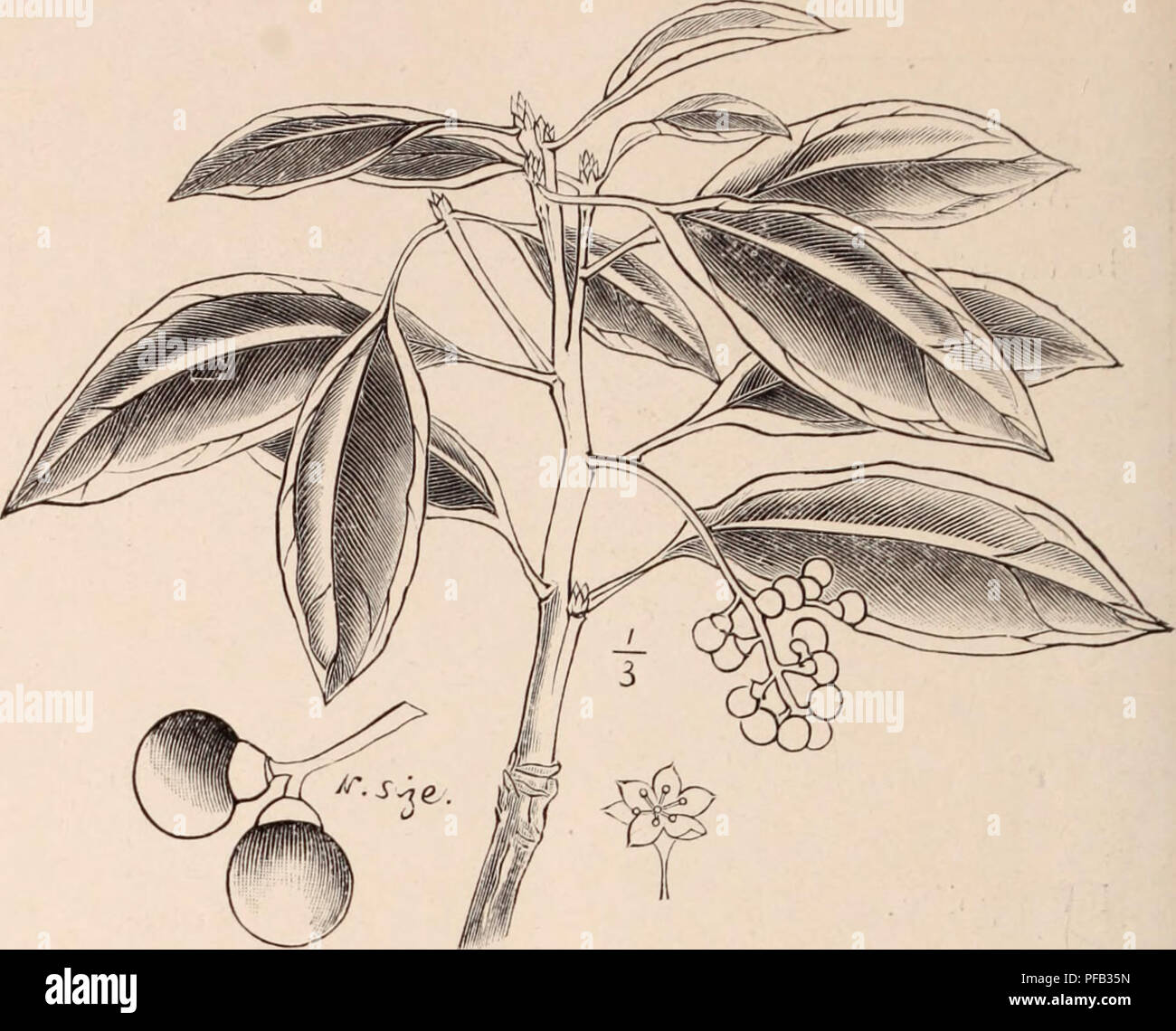 Deutzia Gracilis High Resolution Stock Photography And Images Alamy