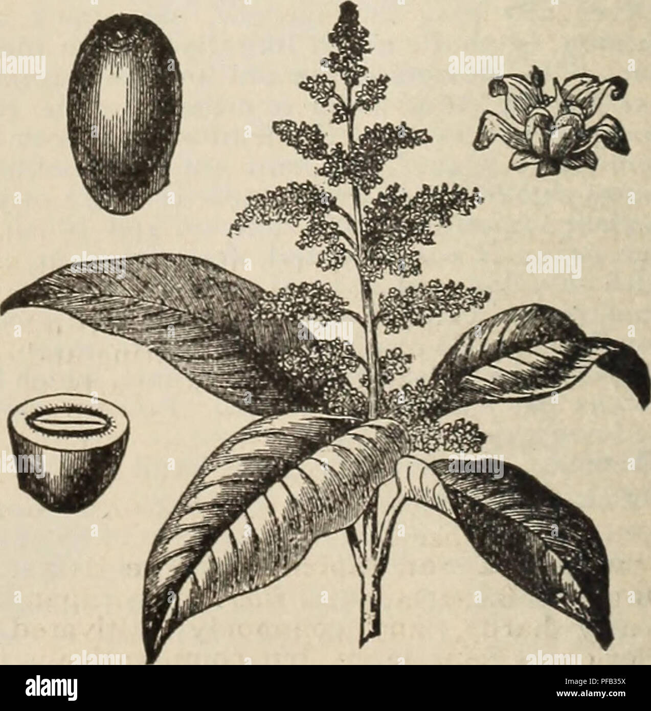 Descriptive And Illustrated Catalogue Of Royal Palm Nurseries Nurseries Horticulture Florida Catalogs Tropical Plants Catalogs Fruit Trees Seedlings Catalogs Citrus Fruit Industry Catalogs Fruit Catalogs Plants Ornamental Catalogs Mammee