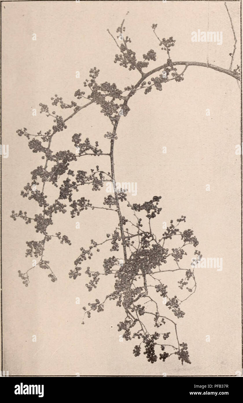 . Descriptive catalogue of flowering, ornamental trees, shrubs, bulbs, herbs, climbers, fruit trees, &amp;c., &amp;c., &amp;c. / for sale by the Yokohama Nursery Co., Limited.. Nursery Catalogue. CATALOGUE OF THE YOKOHAMA NURSERY Co., Ltd. (1912.) 81 CLIMBERS AND CREEPERS. Actillidiil argllta, used as ail ornuimciital diiiilH!!- as well as a fruit plant, vhitc* flowers in siunnier J inch across—each 25c. ; per 10, §2.40. Aclillidia polyg.inia, an ornamental climber, while flv)wer, decidiious—^ach 25('. ; per 10, $2.00. Actinidiil Koloiiiikta, a hardv deciduous climbLT suitable for trellis aud Stock Photo