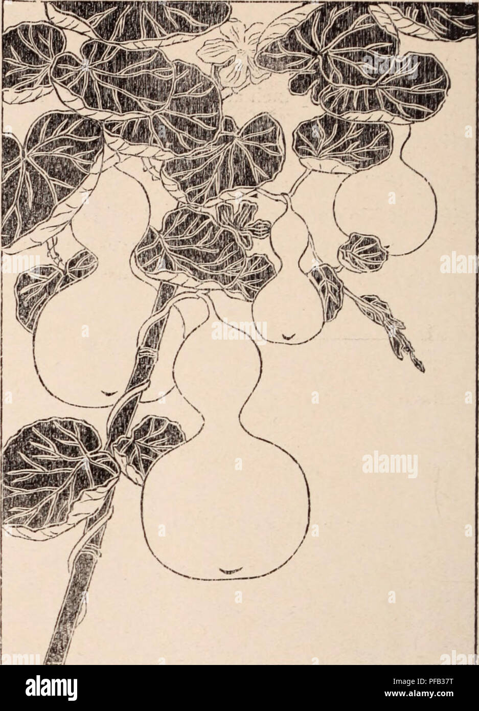 . Descriptive catalogue of flowering, ornamental trees, shrubs, bulbs, herbs, climbers, fruit trees, &amp;c., &amp;c., &amp;c. / for sale by the Yokohama Nursery Co., Limited.. Nursery Catalogue. CATALOGUE OF THE YOKOHAJVIA NUKSEllY Co., Ltd. (1912). Clematis florida, fine white doubleâper 10, $1.50. Clematis florida, fine double violetâper 10, $1.50. Dioscorea Batatas. (Ciiuuimou vine)â per 10, 50e. Dioscorea Sativa, (Ciunumon vine;âper 10. 50c. Dioscorea teiniipes, smaller speciesâper 10. 50c. Doliclios Lablab, &quot; Dayli^bl,&quot; hardy annual climbing vine, tall quick easy growiiig ; its Stock Photo