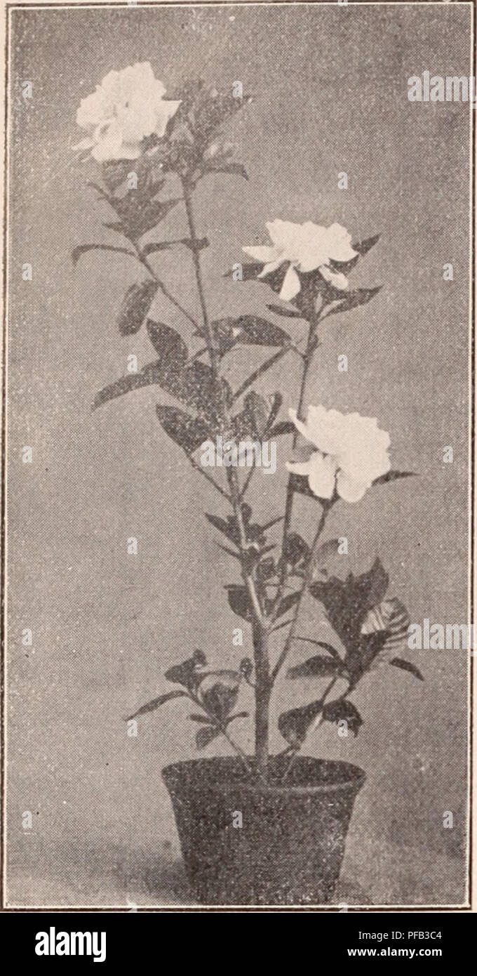 . Descriptive catalogue of flowering, ornamental trees, shrubs, bulbs, herbs, climbers, fruit trees, &amp;c., &amp;c., &amp;c. / for sale by the Yokohama Nursery Co., Limited.. Nursery Catalogue. 62 CATAI.OGUE OF THE YOKOHAMA NURSERY Co., T/rD. (1912.). GARDENIA GKAN 1 )IFLORA. Daphne odora, white flowering—per 10, |1.70 ; per 100, $15.50. Daphne Ollora, Avhitc marcrined loaves, white flower (pot grown) —per 10, $1.70. Dapline odora, white inarginefl leaves, pink flower (pot grown) —per 10, $1.70 ; per 100, $16.50. Daphne genkwa, pretty Lilae-like flowers in raceme- height: 1 ft., per 10, $1.3 Stock Photo
