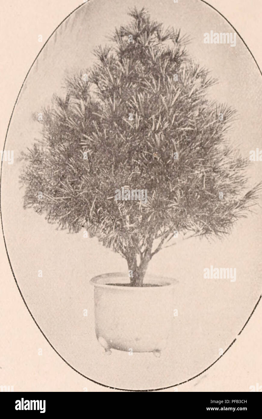 . Descriptive catalogue of flowering, ornamental trees, shrubs, bulbs, herbs, climbers, fruit trees, &amp;c., &amp;c., &amp;c. / for sale by the Yokohama Nursery Co., Limited.. Nursery Catalogue. CATALOGUl^J OF THE YOKOHAMA NURSERY Co., I/ri). 0912). 49 Sciadopytis verticillata, variegoted leaved (pot grown)—height : 1 ft. ; per 10, $6.50. Jlllliperiis rig'ida, ornamental conifer—height ; 1 ft. ; pernio, $2.00. Jiiiiiperus cliineiisis piocuiiibous, straight shajie—height : 2-3 ft. ; i)er 10, $3.50. Juiiiporus chiiKMisis procuiuboiis, ornamental dwarf creeping varict}—height l ft.; ])er 10, $2 Stock Photo
