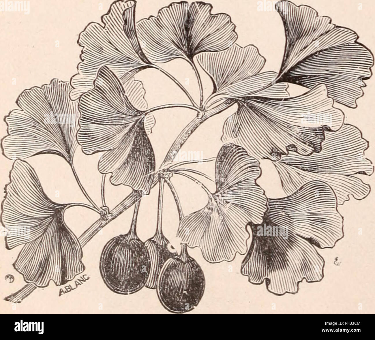 . Descriptive catalogue of flowering, ornamental trees, shrubs, bulbs, herbs, climbers, fruit trees, &amp;c., &amp;c., &amp;c. / for sale by the Yokohama Nursery Co., Limited.. Nursery Catalogue. 48 CATALOGUE OF THE YOKOHAMA NURSERY Co., Em. (1912). Podociirpus macropliylla, (open ground grown) Podocai'iuis maeropliylla, white variegation (pot grown).... Podocarpus niacropliylla, yellow variegation (pot grown) Podocarpus inacropliylla, fine white and green foggy variegation Podocarpus nageia, fine ornamental shrub with parallel veined oval leaves (pot grown) Ditto a variety with variegated lea Stock Photo