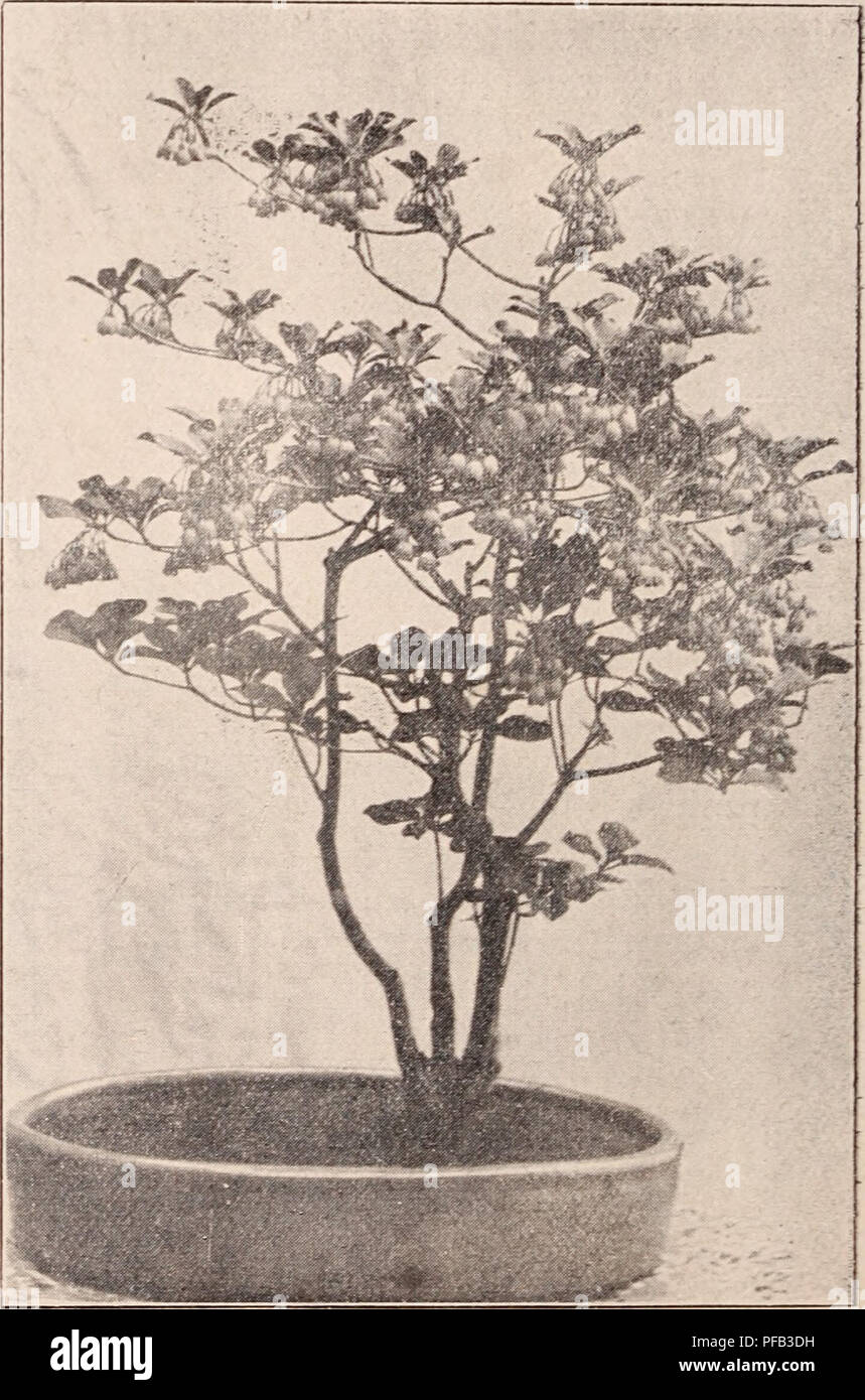 . Descriptive catalogue of flowering, ornamental trees, shrubs, bulbs, herbs, climbers, fruit trees, &amp;c., &amp;c., &amp;c. / for sale by the Yokohama Nursery Co., Limited.. Nursery Catalogue. KICKS FASOICL J^ATUM. Tilia Miqueliaiia—ptr 10, $2.50. Viburnum tomentosuin, white flowering shrub, like snow ball (pot grown) — height: 1-2 ft. ; per 10; §2.00. Yiburnuiii toiiieutosum plicatum, pure snow ball (pot grown)—height : 1-2 ft. ; per 10, $1.50. Yiburnuni tonientosum plicatuni, varie- gated leaves (pot grown)—height : 1-2 ft.; per 10, $2.50. Yiburnum Wiiglitii—per 10, $2.50. Yiburnnm Carles Stock Photo