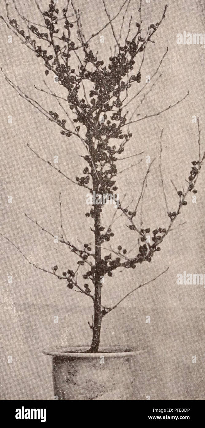 . Descriptive catalogue of flowering, ornamental trees, shrubs, bulbs, herbs, climbers, fruit trees, &amp;c., &amp;c., &amp;c. / for sale by the Yokohama Nursery Co., Limited.. Nursery Catalogue. KICKS FASOICL J^ATUM. Tilia Miqueliaiia—ptr 10, $2.50. Viburnum tomentosuin, white flowering shrub, like snow ball (pot grown) — height: 1-2 ft. ; per 10; §2.00. Yiburnuiii toiiieutosum plicatum, pure snow ball (pot grown)—height : 1-2 ft. ; per 10, $1.50. Yiburnuni tonientosum plicatuni, varie- gated leaves (pot grown)—height : 1-2 ft.; per 10, $2.50. Yiburnum Wiiglitii—per 10, $2.50. Yiburnnm Carles Stock Photo