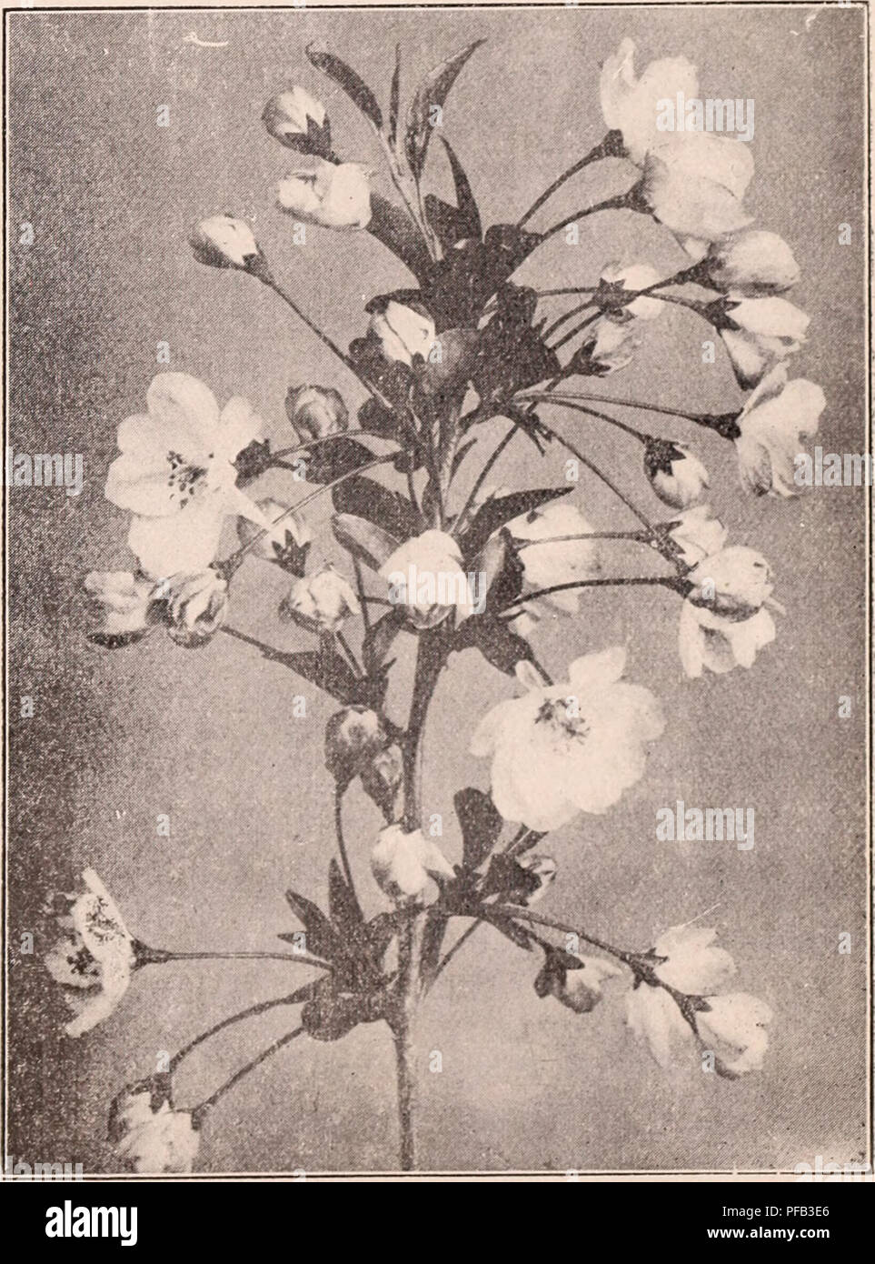 . Descriptive catalogue of flowering, ornamental trees, shrubs, bulbs, herbs, climbers, fruit trees, &amp;c., &amp;c., &amp;c. / for sale by the Yokohama Nursery Co., Limited.. Nursery Catalogue. PYRUS JAPOXrCA wr^TRTi Br.O()^ITX(J Spiraea japonica, pink flower (pot o;i)Wiijâheight: 1-1^ ft.; per 10, $1.50.' Spiraea prunifolia, lovely small white (U)iil)le flowers (potg;rowQ)âheight: l-n ft. ; per 10, $1.50. Spirr.cr. salicifolia, ihis is a beautiful hardy shrub growing to the height of about 3 ft. forming a good bush and fine pauicled pink flower pro- duced in t'arly simimerâeach 25 c ; per  Stock Photo