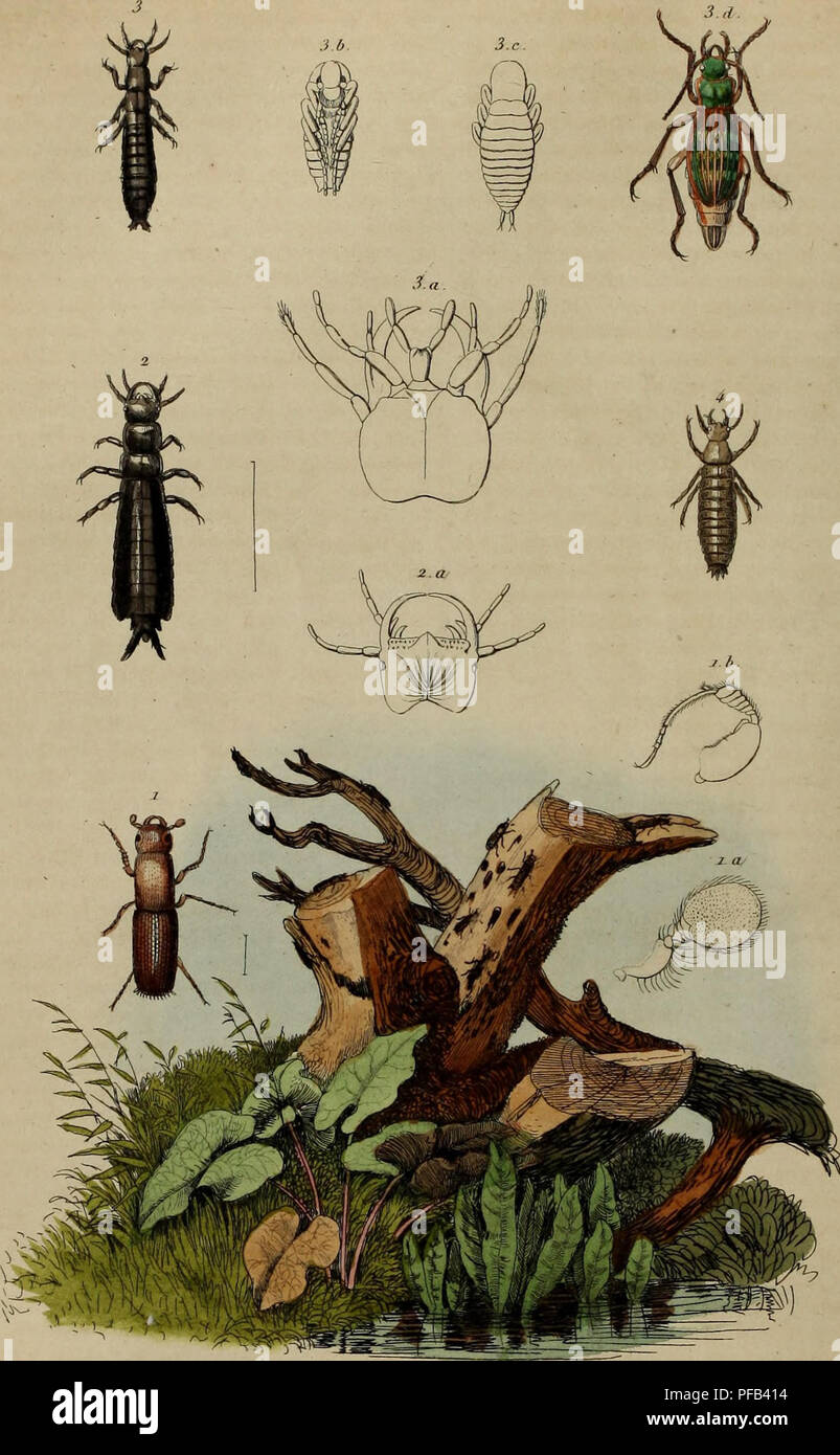 Dictionnaire Pittoresque D Histoire Naturelle Et Des Pha C Noma Nes De La Nature 3 Platype Pvctes Carabe J Lt A A A Please Note That These Images Are Extracted From