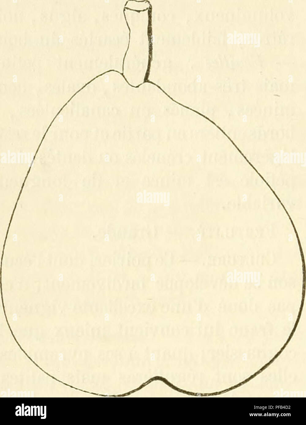 . Dictionnaire de pomologie, contenant l'histoire, la description, la figure des fruits anciens et des fruits modernes les plus gÂ©nÂ©ralement connus et cultivÂ©s. Fruit-culture. 310 JOS Poire JOSÃPHINE D'AUTOMNE. â Synonyme de poire Fondante des Bois. Voir ce nom. Poire JOSÃPHINE DE FRANCE. â Synonyme de poire Jaminette. Voir ce nom. Poire JOSÃPHINE D'HIVER. â Synonyme de poire Jaminette. Voir ce nom. 602. Poire JOSÃPHINE DE MALÃNES.. Description de l'arbre. â Bois : fort. â Rameaux : nombreux, Ã©talÃ©s, gros et peu longs, non coudÃ©s, marron clair, finement et abondamment ponctuÃ©s, Ã cous-  Stock Photo