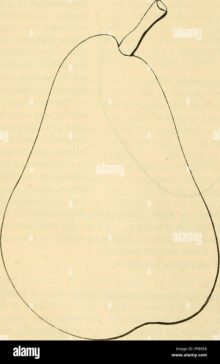 . Dictionnaire de pomologie : contenant l'histoire, la description, la figure des fruits anciens et des fruits modernes les plus gÃ©nÃ©ralement connus et cultivÃ©s. Fruit. 174 FON [fondante cite] fruit, par les membres du CongrÃ¨s pomologique, rÃ©unis Ã Bordeaux. Ils le dÃ©cla- rÃ¨rent Â« indigne de la culture, cassant et sans saveur. Â» [ProcÃ¨s-verbaux, 1859, p. 8.) Il faut croire qu'une telle sentence rencontra beaucoup d'appelants, et que la dÃ©cision des premiers juges fut mise Ã nÃ©ant, car le CongrÃ¨s, quatre ans plus tard, dÃ©crivait et figurait cette poire dans son recueil officiel, l Stock Photo