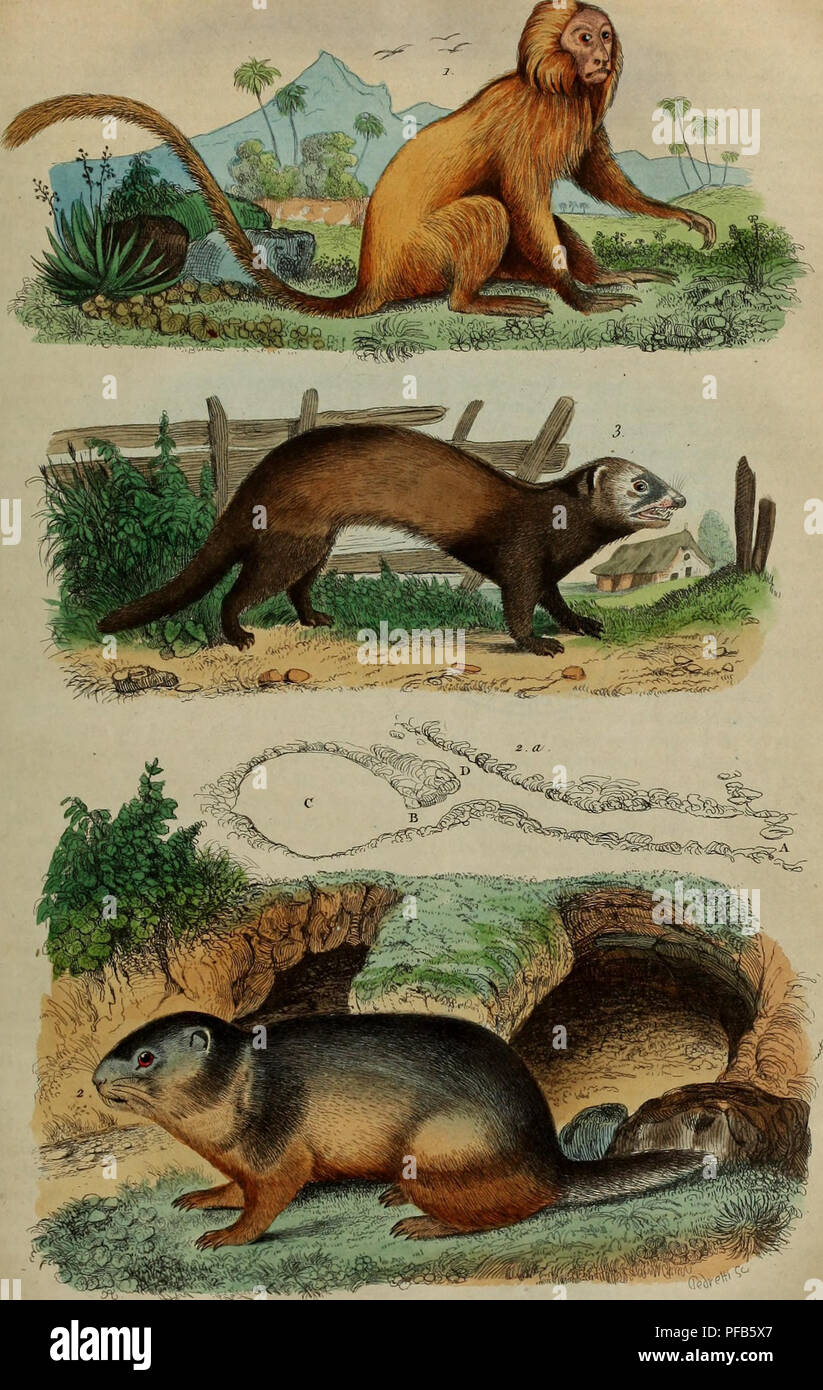 Putois High Resolution Stock Photography And Images Alamy