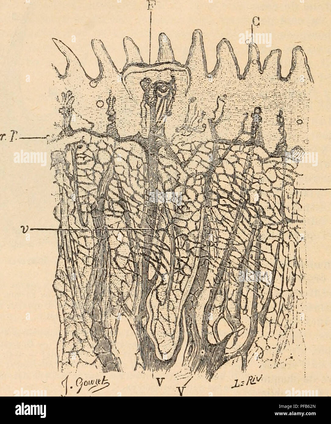 . Dictionnaire de physiologie. Physiology. 586 GOUT. d'un trÃ¨fle. Lorsque la veine est gorgÃ©e de sang, les deux crÃªtes late'rales distendues s'effacent, et l'on n'observe plus qu'une surÃ©lÃ©vation unique. L'Ã©pithÃ©lium passe Ã la sur- face desanfractuositÃ©s ainsi formÃ©es, Ã la maniÃ¨re d'un pont, ne dessinant Ã sa surface qu'une ondulation plus arrondie. De cette faÃ§on, les sillons sont formÃ©s par les bords latÃ©raux de deux crÃªtes voisines. Dans la partie profonde, au-dessous des sillons gustatifs, on relÃ¨ve l'existence de glandes assez nombreuses, glandes sÃ©reuses en grappe, dans Stock Photo