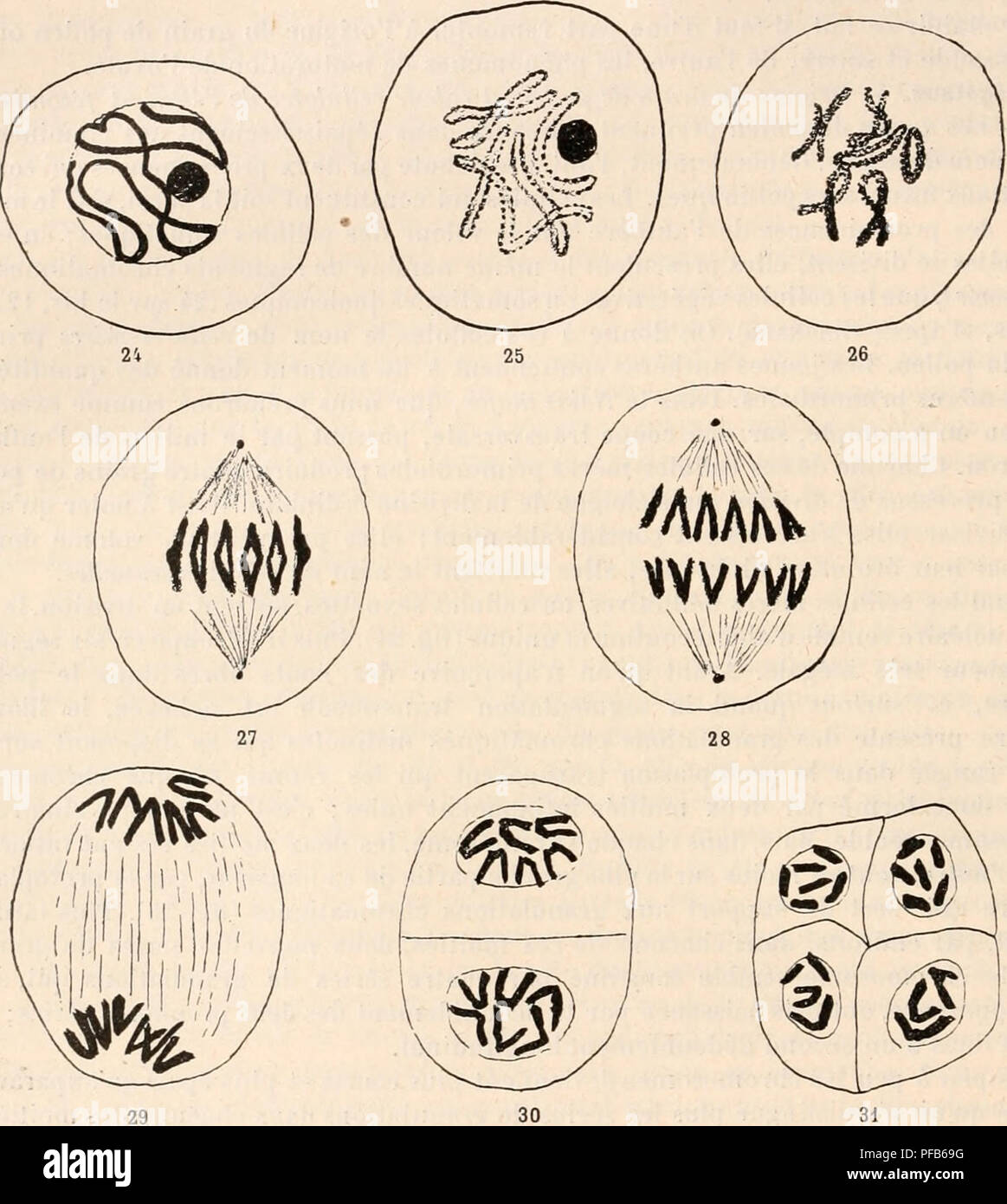 Dictionnaire De Physiologie Physiology 214 Fecondation Donc Six Chromosomes Doubles Se Rendent A Chacun Des Pa Les Fig 28 La Premia Re Divi Sion Se Compla Te Par La Sa C Paration Du Cytoplasme En Deux