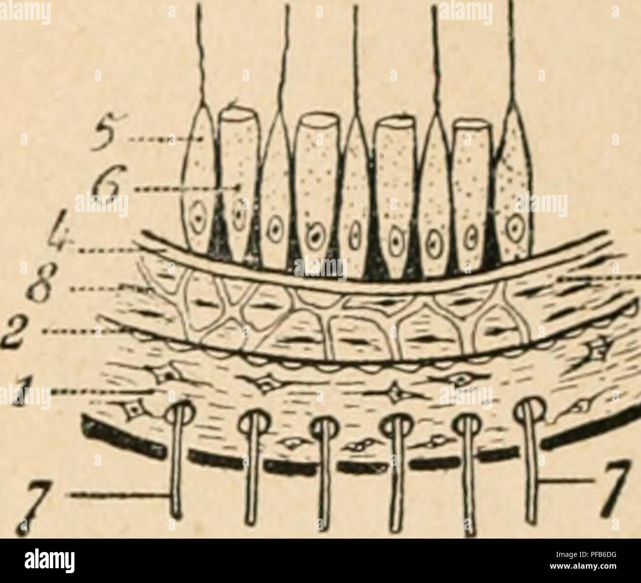 Dictionnaire de physiologie. Physiology. AUDITION. .S7^&gt;. oto. ^ R lion  des masticateurs et du tenseur auriculaire. L'ellort Ã»v la inasLicalion  aiuÃ¹nc la con- traction synergique du muscle tenseur innervÃ© par le