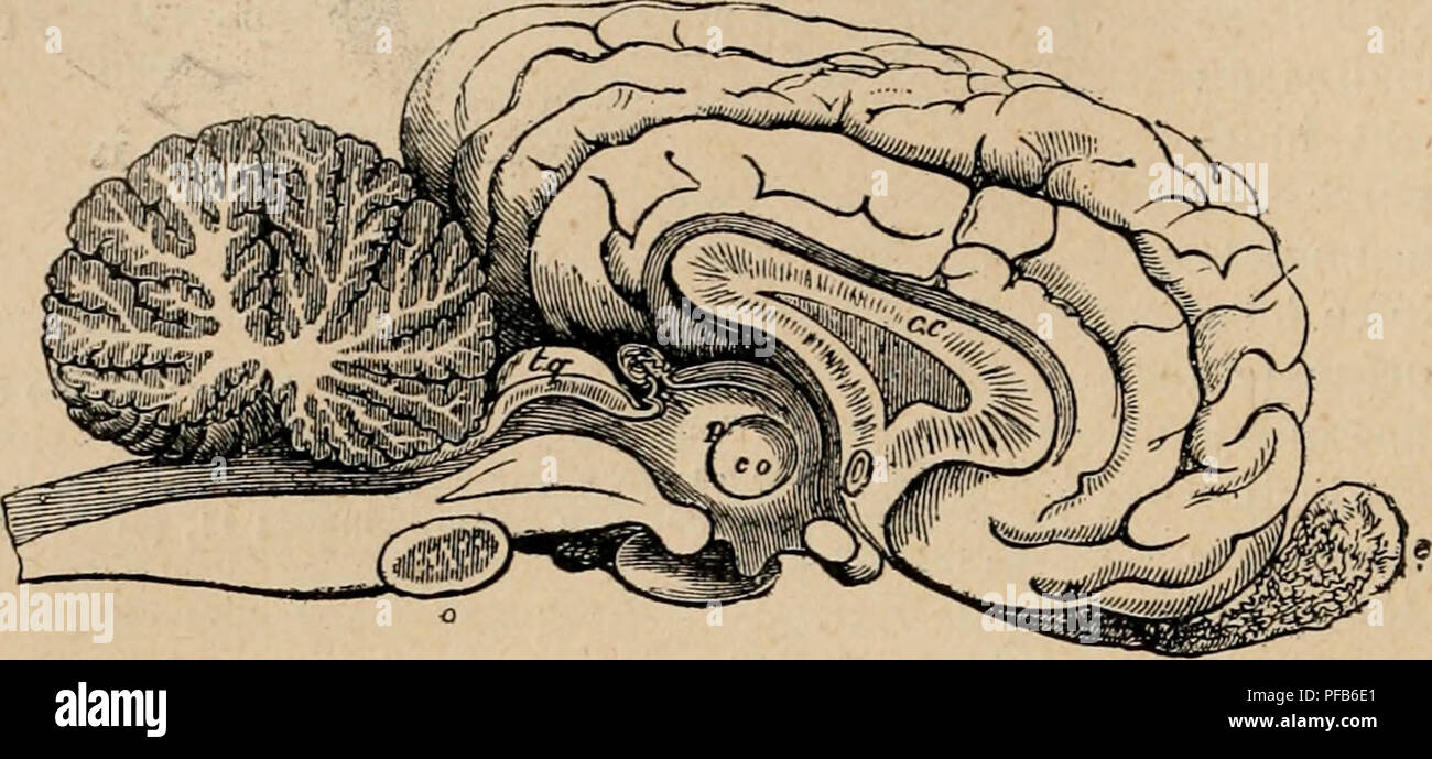 Scissure High Resolution Stock Photography And Images Alamy