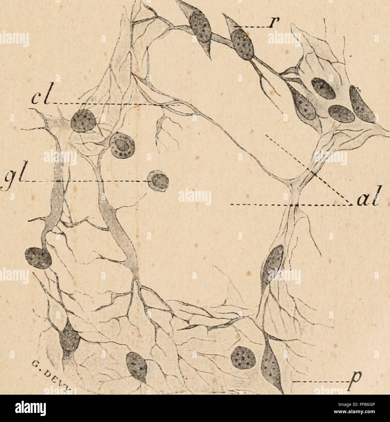 Physiology Dictionnaire details cell structure and the differentiation ...