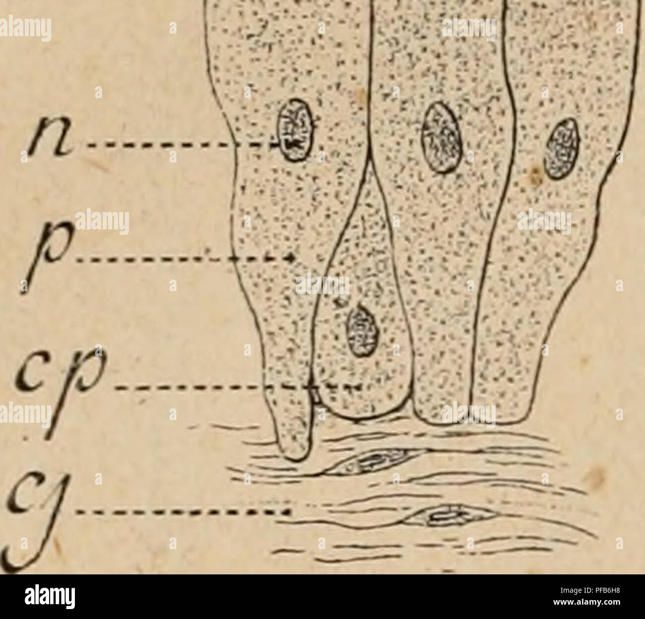 Qu'est-ce qu'une plante ?, image size:1300x1249