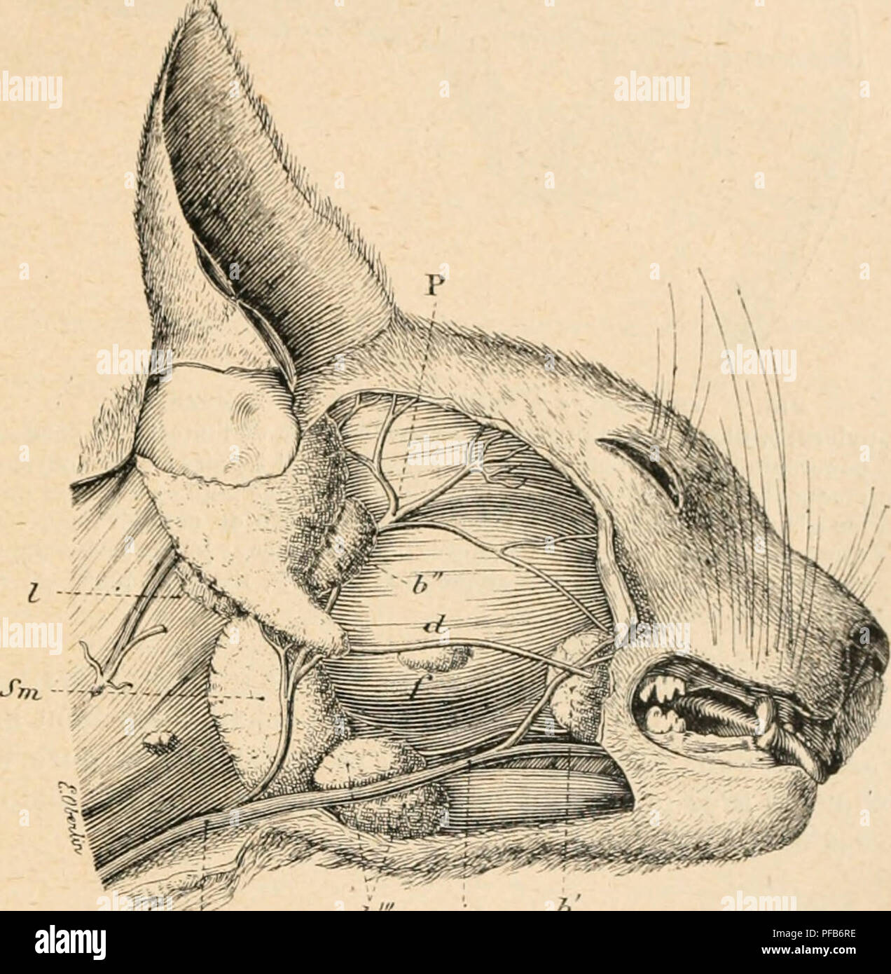 This work provides a detailed description of the development of the cat ...