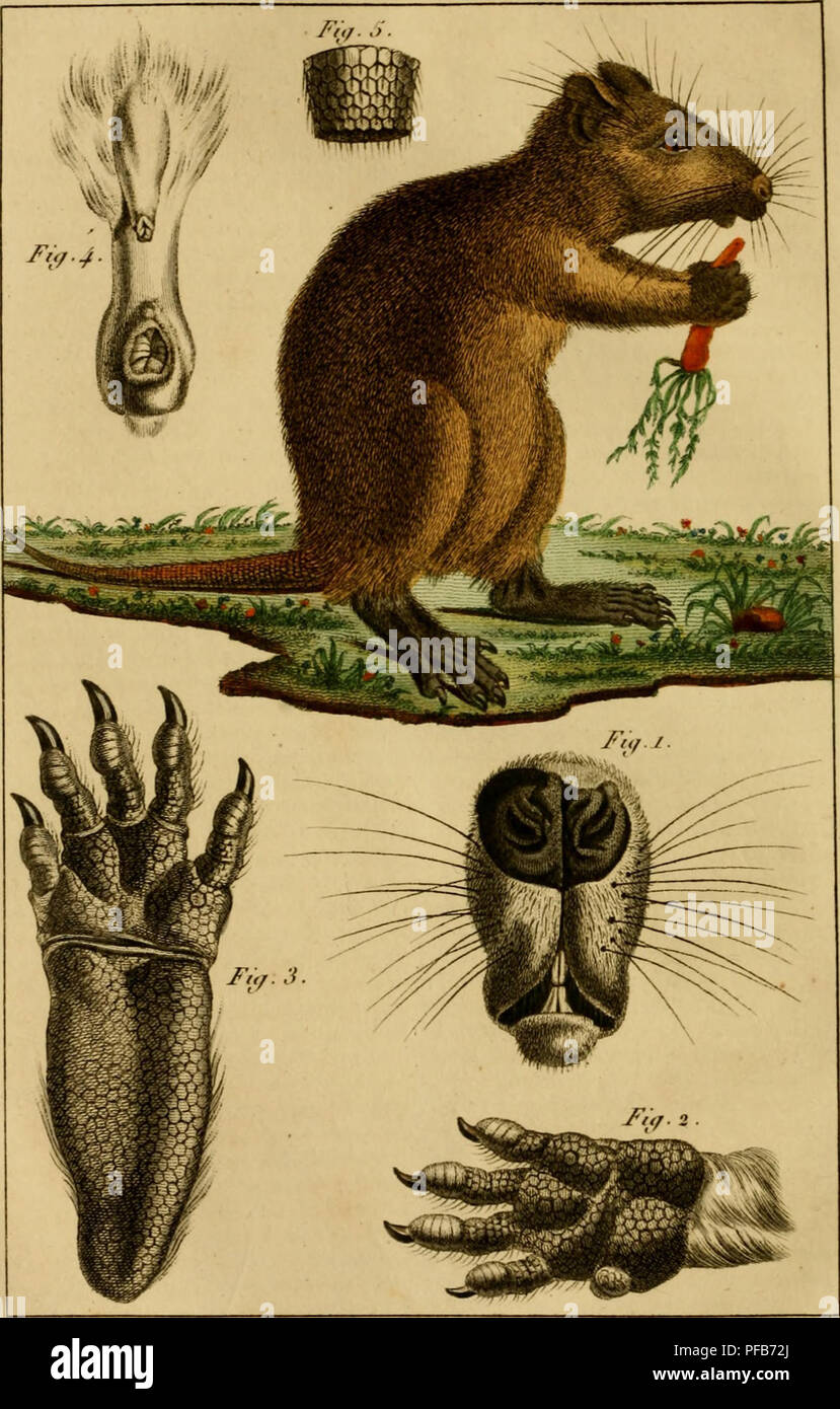 Dictionnaire Classique D Histoire Naturelle Natural History A Rau U Vp Quot Gt A Rtia A Le A Xhi Caproms Fc Lxle Il L I Sii R Fit A Alft I T Titt A Q R Xiuv Liai Quot Lt 1 J Atfi Ito I Frru Tu E I Titir If