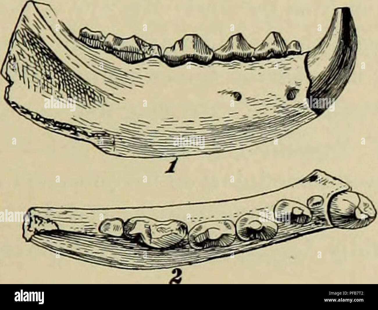 . Description of new carnivores from the Miocene of western Nebraska. Carnivora, Fossil