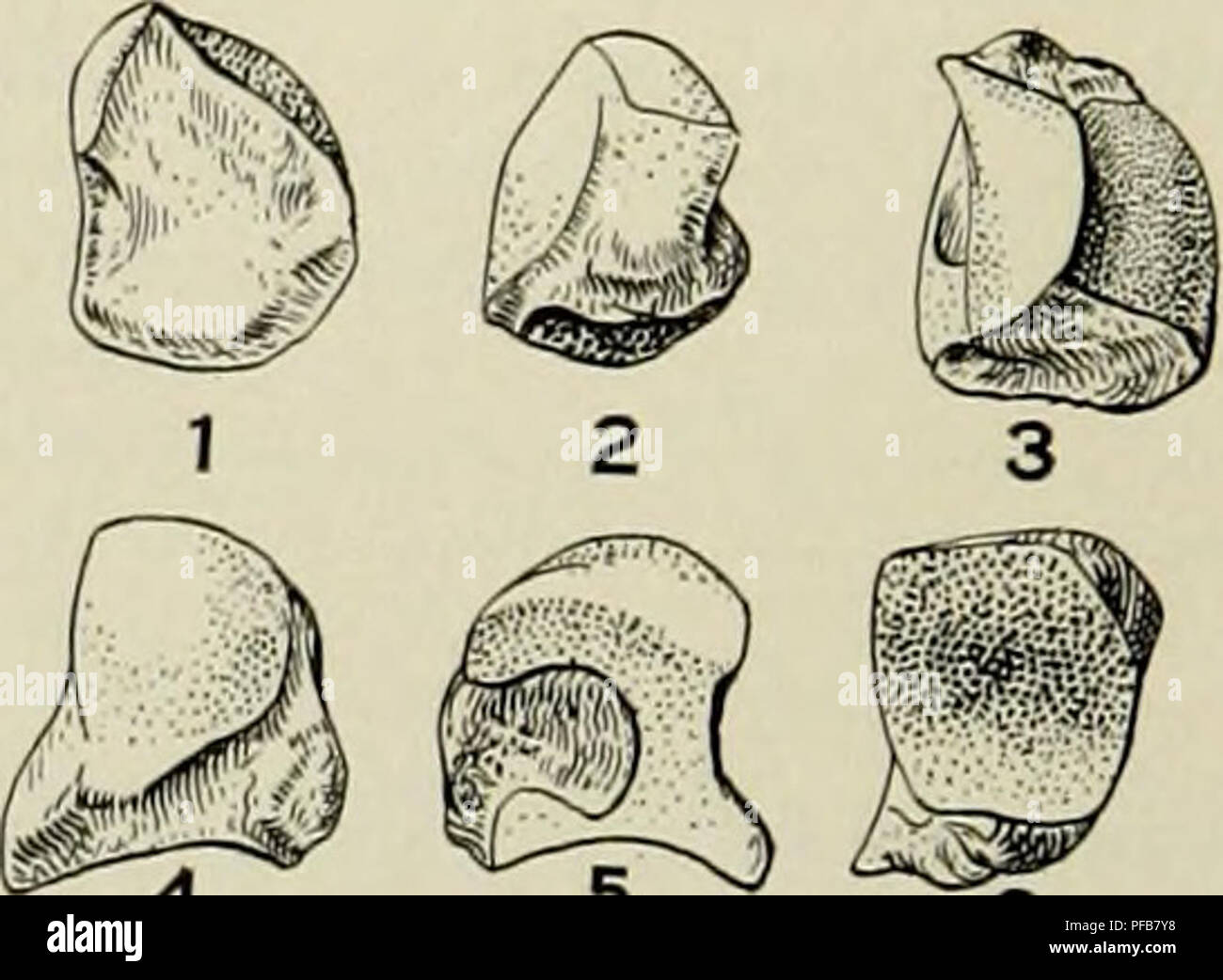 . Description of new carnivores from the Miocene of western Nebraska. Carnivora, Fossil; Paleontology; Paleontology. 238 MEMOIRS OF THE CARNEGIE MUSEUM Mc. Ill and the smaller for Mc. IV. In Daphasnus the latter facets are divided in about the same proportions as in the present genus. Measurements of Magnum. Mm. Greatest antero-posterior diameter 20 Transverse diameter of dorsal face 11 Greatest vertical diameter 16 Unciform.—The facet for the cuneiform does not extend so far down on the ulnar angle as is the case in Daphcenus, otherwise I cannot see any difference in the unciform in the two g Stock Photo
