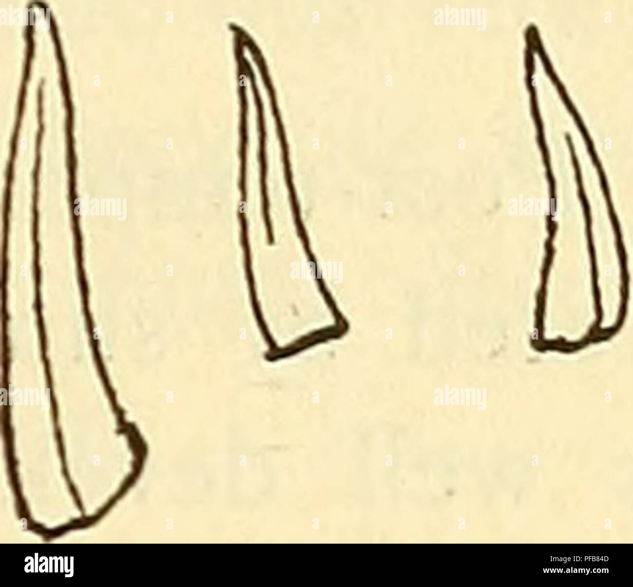 . A description of the fossil fish remains of the Cretaceous, Eocene and Miocene formations of New Jersey. Fishes, Fossil; Paleontology; Geology. ACTINOPTERI. i6= Formation and locality. A single imperfect tooth, with front cutting-edge extending whole length, from Monmouth County (J. H. Slack), without formation. Enchodus sp. Tooth solid, slightly sigmoid, conic, swelling basally so that transverse section would be deeply elliptical, and apex com- pressed transversely with lateral keel extending downward each. Fig. ioi.—Enchodus sp. Monmouth Co. (Knieskern). side for about two-sevenths length Stock Photo