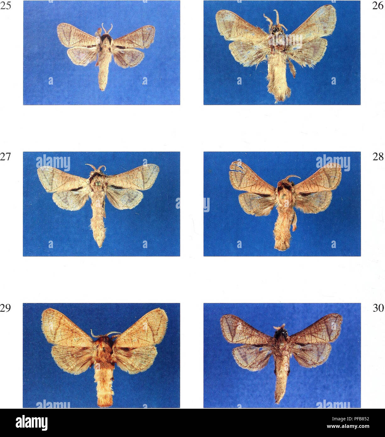 . The description of a new genus and twenty-three new species of Metarbelidae (Lepidoptera : Cossoidea) from the lowland tropical rain forests of the Guineo-Congolian Region with notes on habitats and biogeography / Ingo Lehmannn. 64. Figure 25. Haberlandia rohdei spec, no v., male, holotype, Ghana, Accra, Achimota Forest Reserve. Figure 26. Haberlandia togoensis spec, no v., male, holotype, Togo, region Centrale. Figure 27. Haberlandia hollowayi spec, nov., male, holotype, Cote dTvoire, Lagunes region, Bingerville. Figure 28. Haberlandia janzi spec, nov., male, holotype, Cote dT voire, Maraho Stock Photo