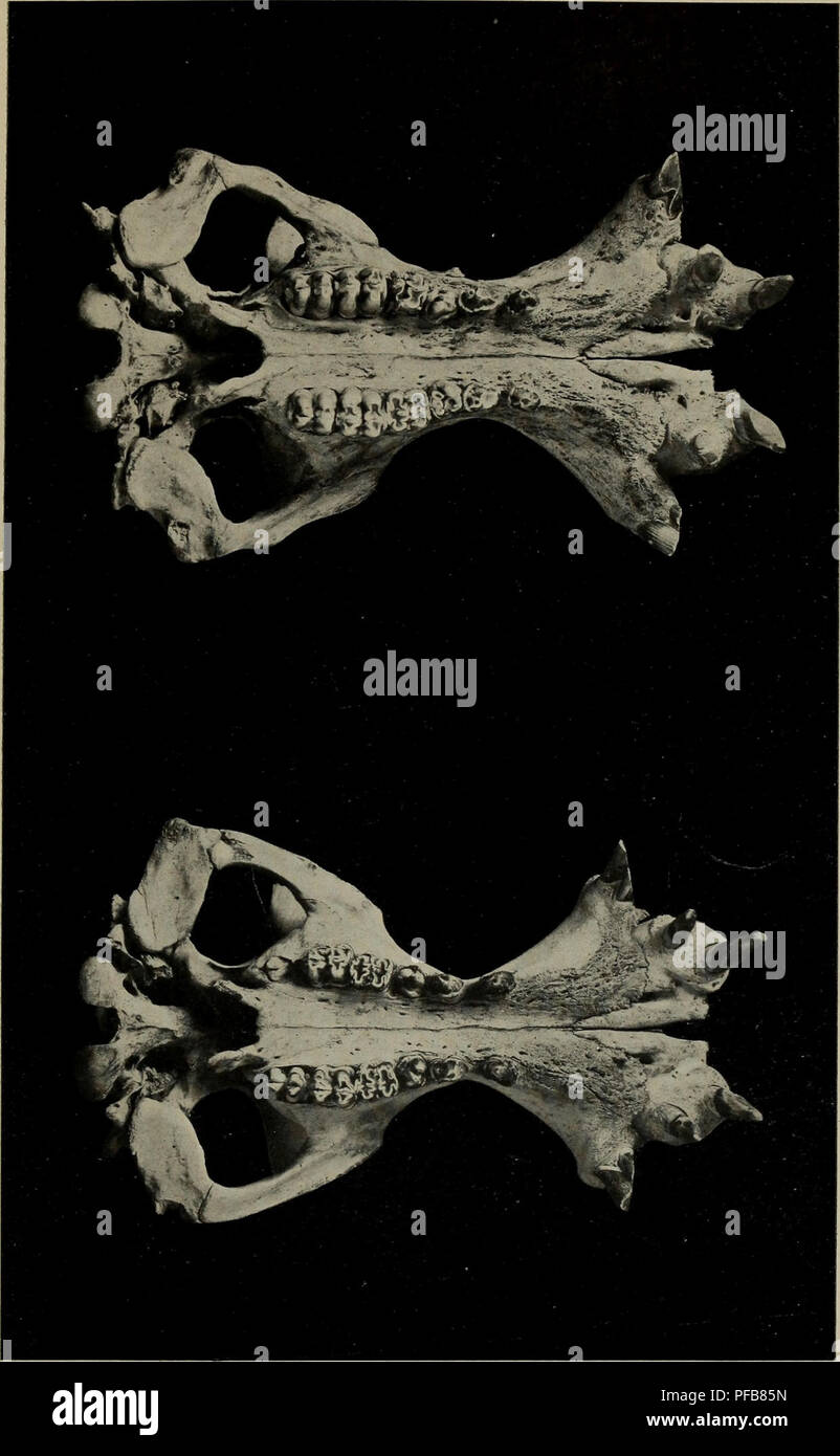 This description introduces a new species of hippopotamus from the ...