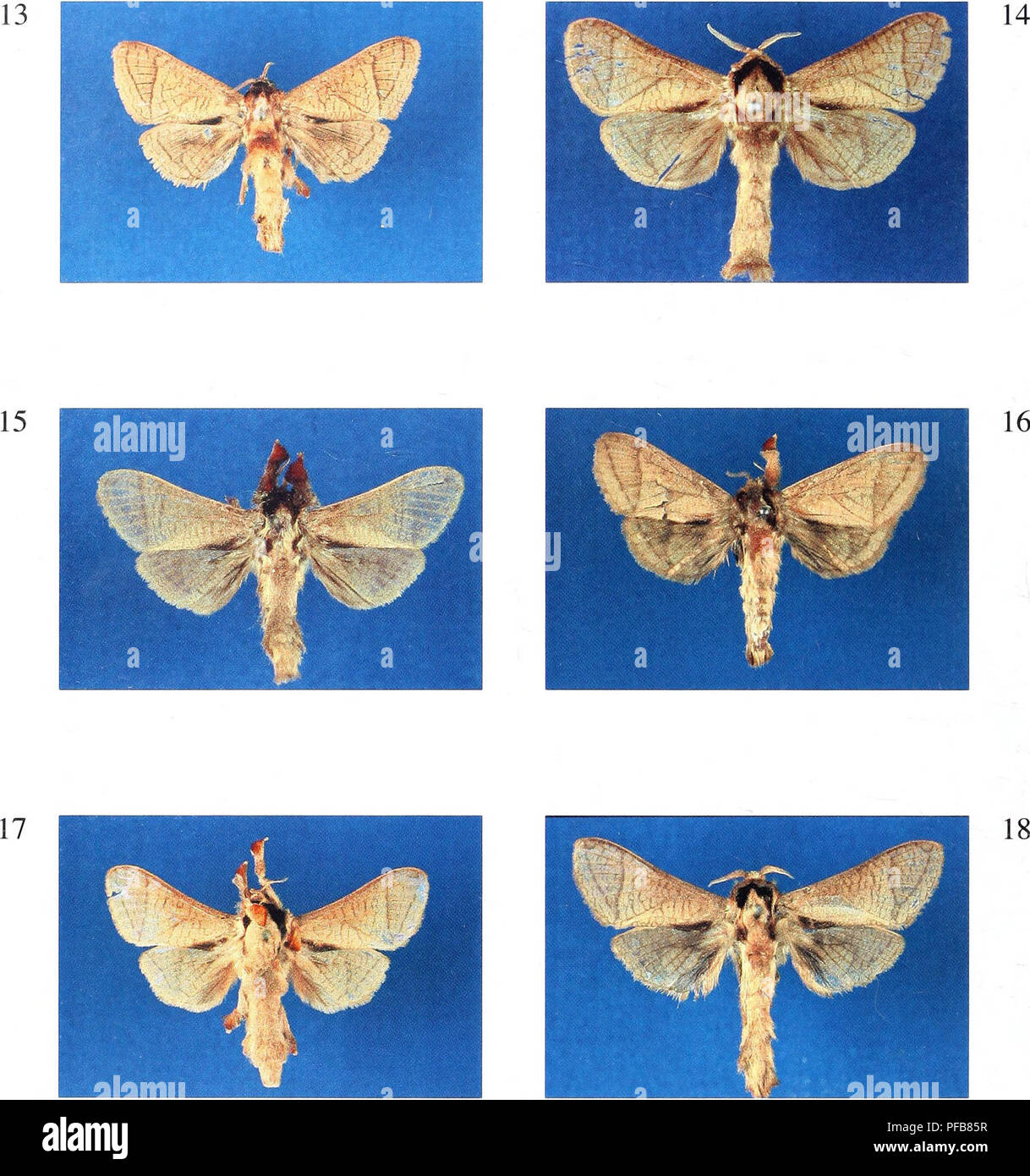 . The description of a new genus and twenty-three new species of Metarbelidae (Lepidoptera : Cossoidea) from the lowland tropical rain forests of the Guineo-Congolian Region with notes on habitats and biogeography / Ingo Lehmannn. 62. Figure 13. Haberlandia lusamboensis spec, nov., female, paratype, Democratic Republic of Congo, Kasai'-Oriental province, Katako-Kombe. Figure 14. Haberlandia entebbeensis spec, nov., male, holotype, Uganda, Wakiso district, Entebbe. Figure 15. Haberlandia isakaensis spec, nov., male, holotype, Democratic Republic of Congo, Equateur province, Isaka. Figure 16. Ha Stock Photo