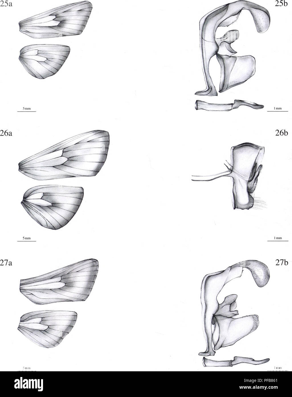 . The description of a new genus and twenty-three new species of Metarbelidae (Lepidoptera : Cossoidea) from the lowland tropical rain forests of the Guineo-Congolian Region with notes on habitats and biogeography / Ingo Lehmannn. 56. Figure 25a. Wing venation of: Haberlandia janzi spec, nov., male, holotype. 26a. Haberlandia tempeli spec, nov., female, holotype. 27a. Haberlandia taiensis spec, nov., male, holotype. Figure 25b. Genitalia of: Haberlandia janzi spec, nov., male, holotype. 26b. Haberlandia tempeli spec, nov., female, holotype. 27b. Haberlandia taiensis spec, nov., male, holotype. Stock Photo