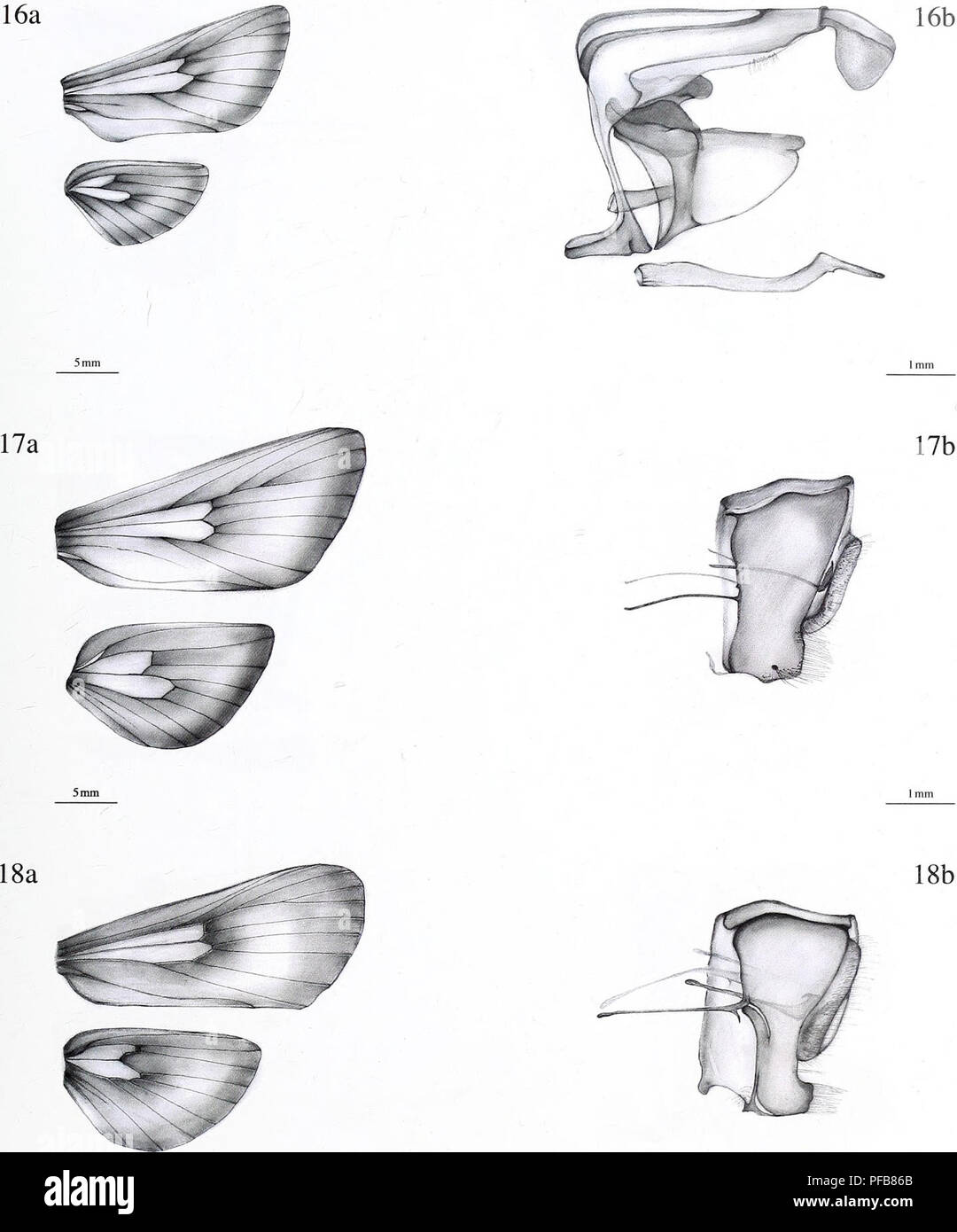 . The description of a new genus and twenty-three new species of Metarbelidae (Lepidoptera : Cossoidea) from the lowland tropical rain forests of the Guineo-Congolian Region with notes on habitats and biogeography / Ingo Lehmannn. 53. 5 mm Imm Figure 16a. Wing venation of: Haberlandia ueleensis spec, nov., male, holotype. 17a. Haberlandia clenchi spec, nov., female, holotype. 18a. Haberlandia hintzi (Griinberg 1911) comb, nov., female, holotype. Figure 16b. Genitalia of: Haberlandia ueleensis spec, nov., male, holotype. 17b. Haberlandia clenchi spec, nov., female, holotype. 18b. Haberlandia hi Stock Photo