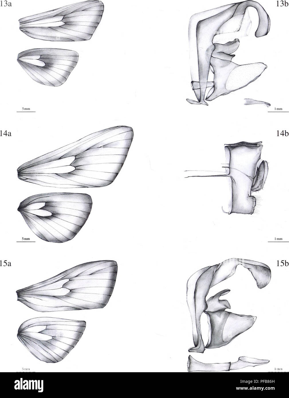 . The description of a new genus and twenty-three new species of Metarbelidae (Lepidoptera : Cossoidea) from the lowland tropical rain forests of the Guineo-Congolian Region with notes on habitats and biogeography / Ingo Lehmannn. 52. Figure 13a. Wing venation of: Haberlandia isakaensis spec, no v., male, holotype. 14a. Haberlandia rudolphi spec, nov., female, holotype. 15a. Haberlandia isiroensis spec, nov., male, holotype. Figure 13b. Genitalia of: Haberlandia isakaensis spec, nov., male, holotype. 14b. Haberlandia rudolphi spec, nov., female, holotype. 15b. Haberlandia isiroensis spec, nov. Stock Photo