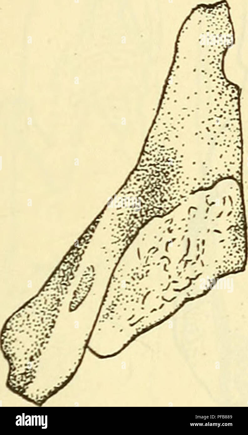 Holocephali hires stock photography and images Alamy