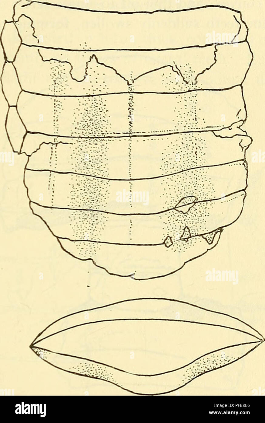 . A description of the fossil fish remains of the Cretaceous, Eocene ...