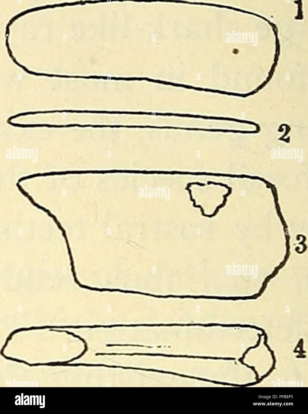 . A description of the fossil fish remains of the Cretaceous, Eocene and Miocene formations of New Jersey. Fishes, Fossil; Paleontology; Geology. Fig. 39.—Pristis amblodon Cope. 1-4, Monmouth Co. (Cope) ; 5-6, Pem- berton (Bryan). he says the teeth are not curved out of the horizontal plane, and his example measured 32 mm. Formation and locality. Two examples described above, ros- tral teeth from Monmouth County (E. D. Cope), are credited by Cope to the New Jersey Eocene. Pristis curvidens Leidy. Pristis curvidens Leidy, Proc. Acad. Nat. Sci. Phila., 1855, p. 414. Near Pem- berton, N. J.} Gree Stock Photo
