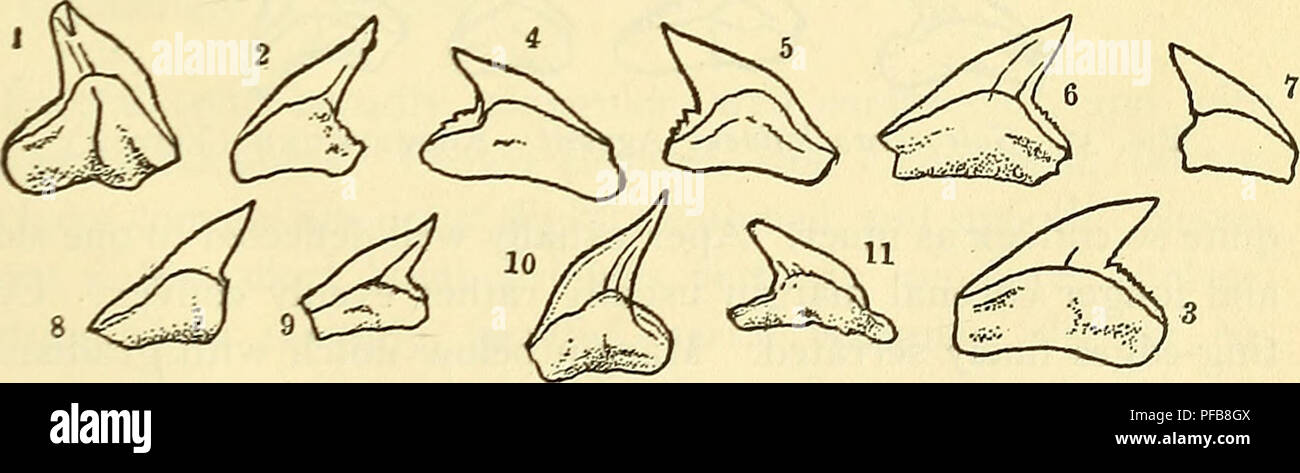 . A description of the fossil fish remains of the Cretaceous, Eocene and Miocene formations of New Jersey. Fishes, Fossil; Paleontology; Geology. Fig. 31.—Galeocerdo aduncus Agassiz. 1-3, Monmouth Co. (Cleburne) ; 4-5, Monmouth Co. (Abbott) ; 6, Monmouth Co. (Knieskern) ; 7, Deal (Powell); 8-10, Burlington Co. (Conrad); 11-15, Vincentown (Bryan); 16-18, Allowaystown (Yarrow). record the geologic formations are inferred to be the Navesink- Hornerstown marl, the Manasquan marl and the Kirkwood clay (Shark River Miocene) K.] Galeocerdo contortus Gibbes. Teeth robust, well elevated, little compres Stock Photo
