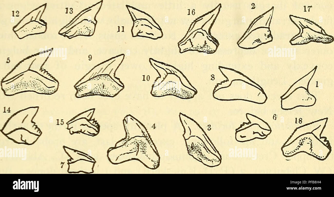 . A description of the fossil fish remains of the Cretaceous, Eocene and Miocene formations of New Jersey. Fishes, Fossil; Paleontology; Geology. ELASMOBRANCHII. 69. Fig. 31.—Galeocerdo aduncus Agassiz. 1-3, Monmouth Co. (Cleburne) ; 4-5, Monmouth Co. (Abbott) ; 6, Monmouth Co. (Knieskern) ; 7, Deal (Powell); 8-10, Burlington Co. (Conrad); 11-15, Vincentown (Bryan); 16-18, Allowaystown (Yarrow). record the geologic formations are inferred to be the Navesink- Hornerstown marl, the Manasquan marl and the Kirkwood clay (Shark River Miocene) K.] Galeocerdo contortus Gibbes. Teeth robust, well elev Stock Photo